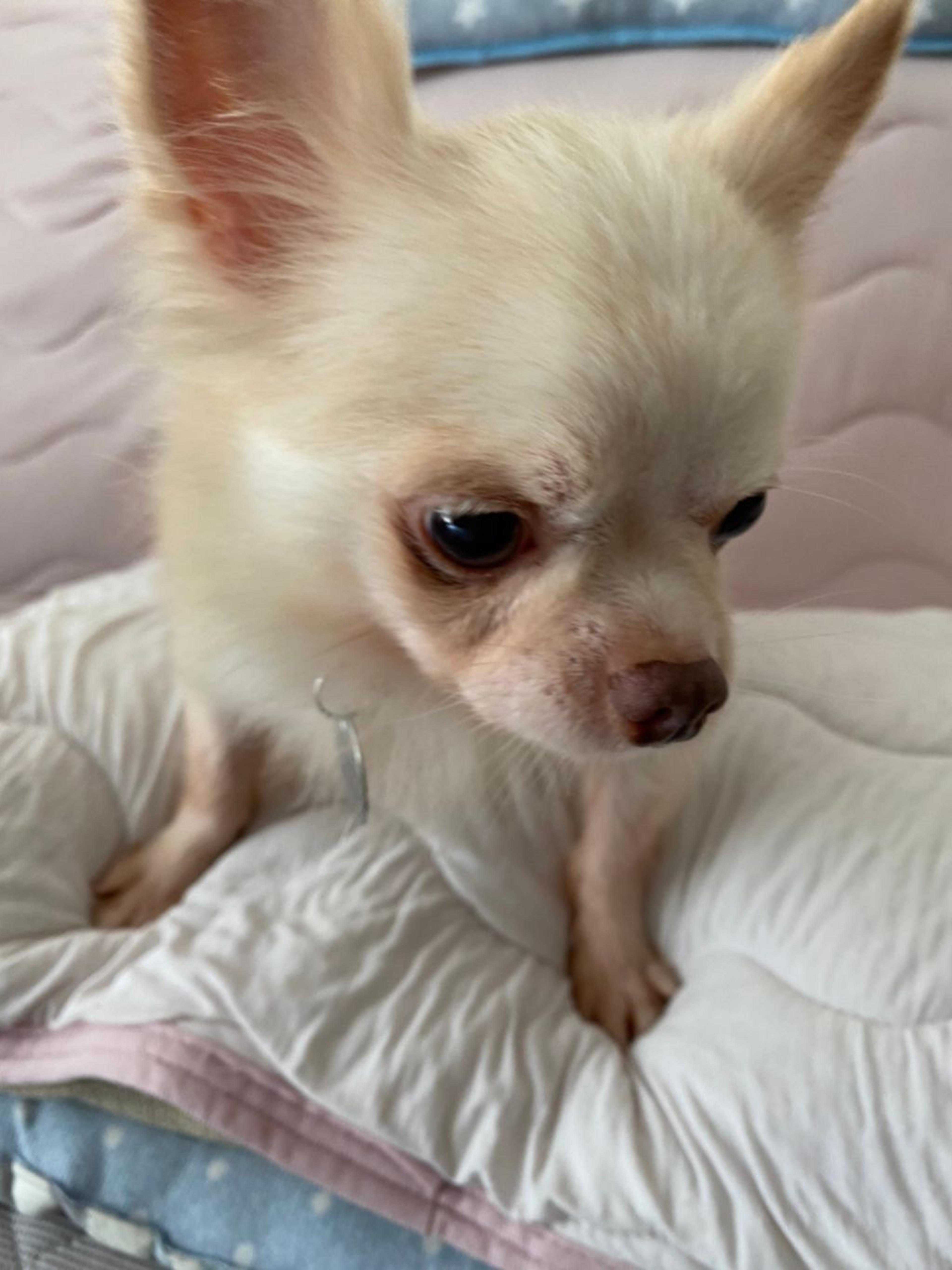 pet-image-7