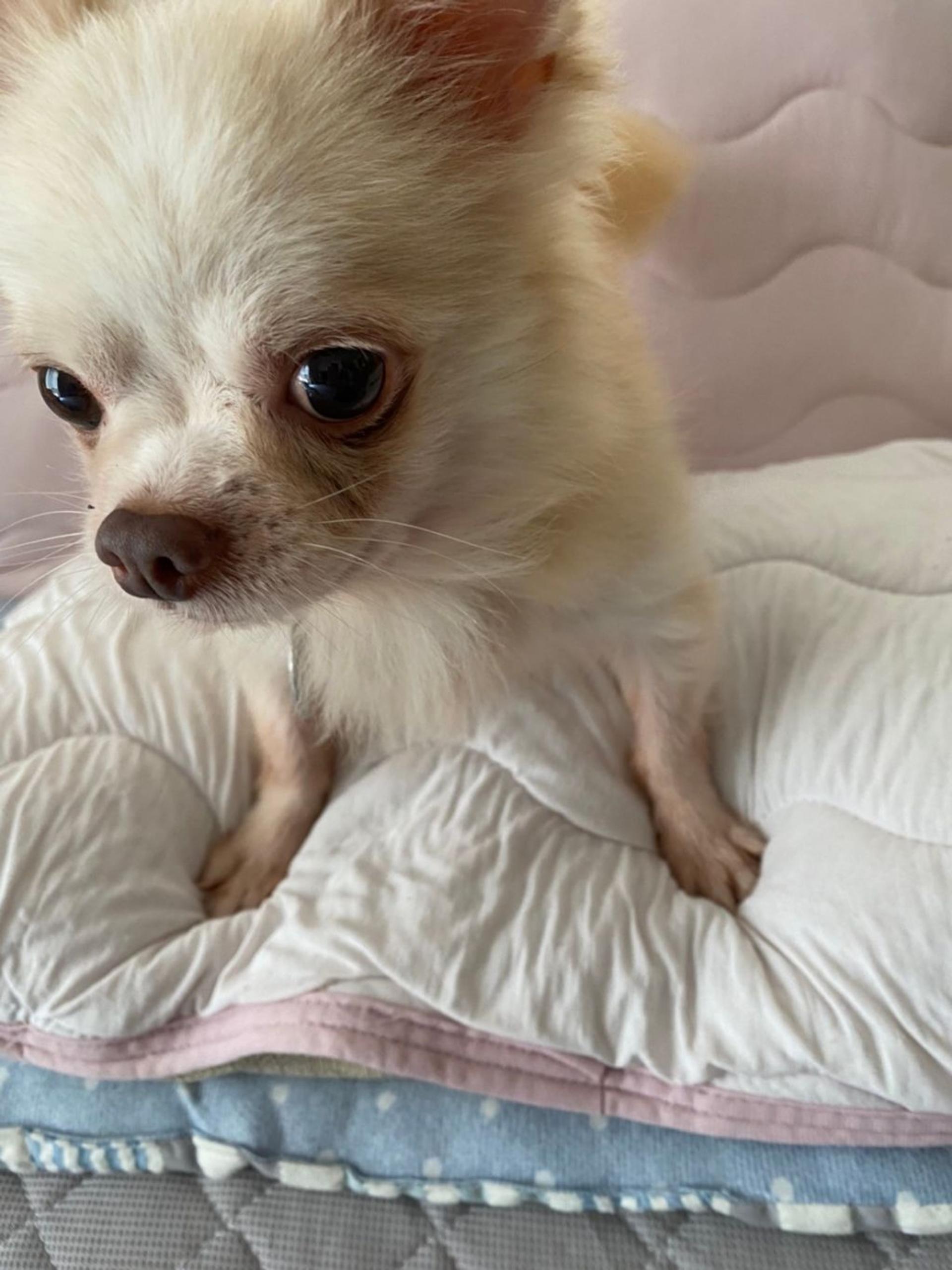 pet-image-8