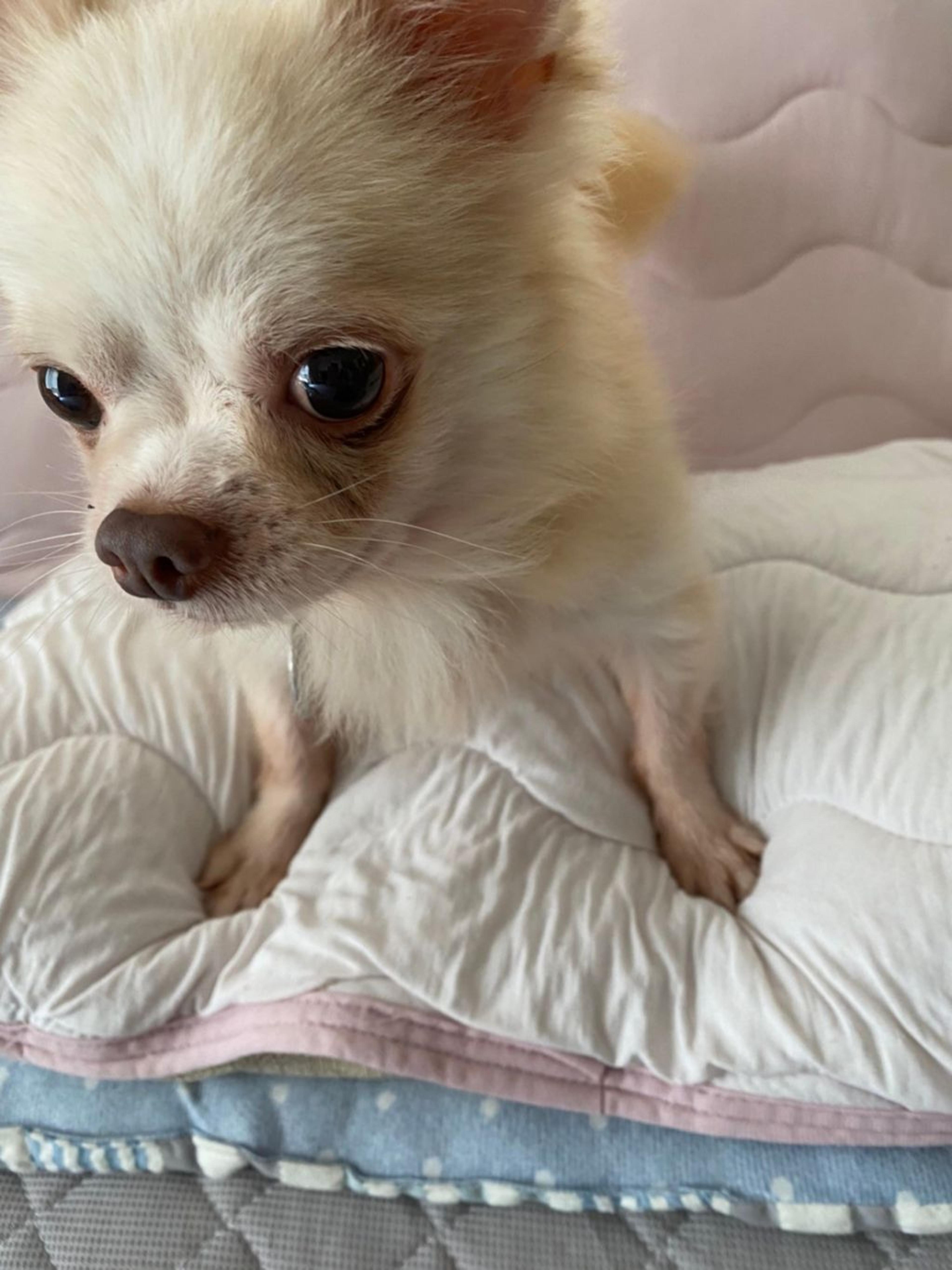 pet-image-8