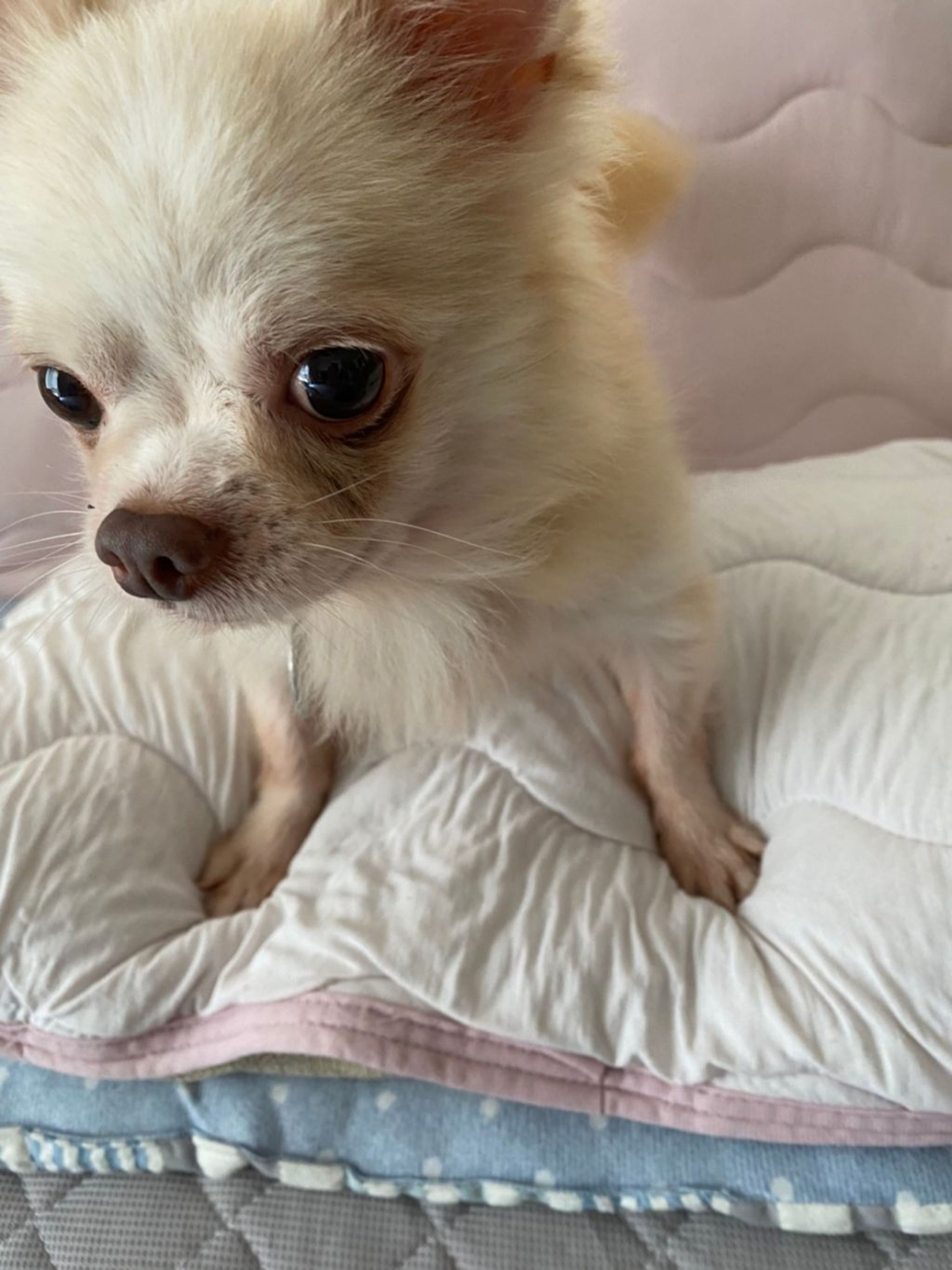 pet-image-8