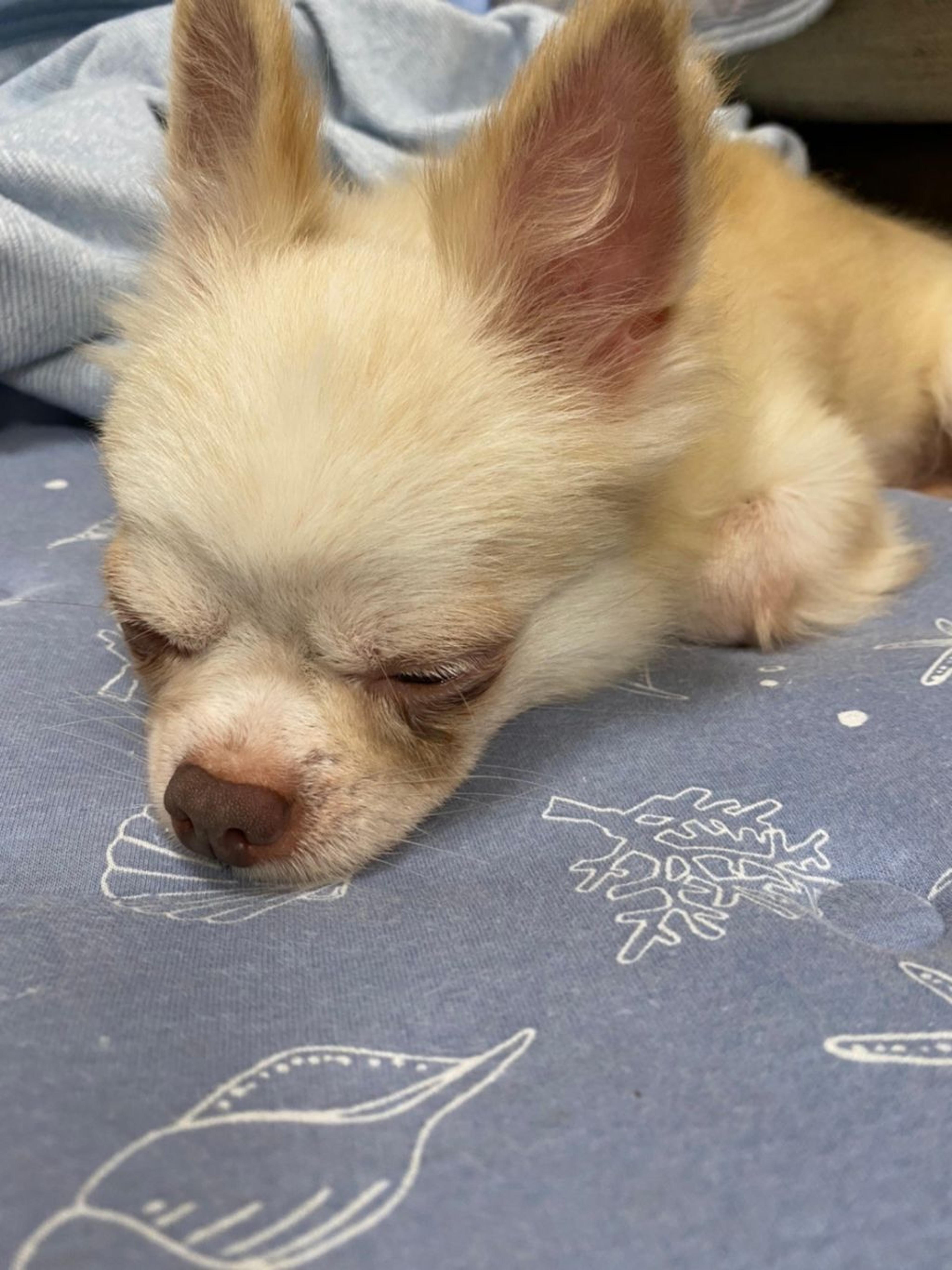 pet-image-9