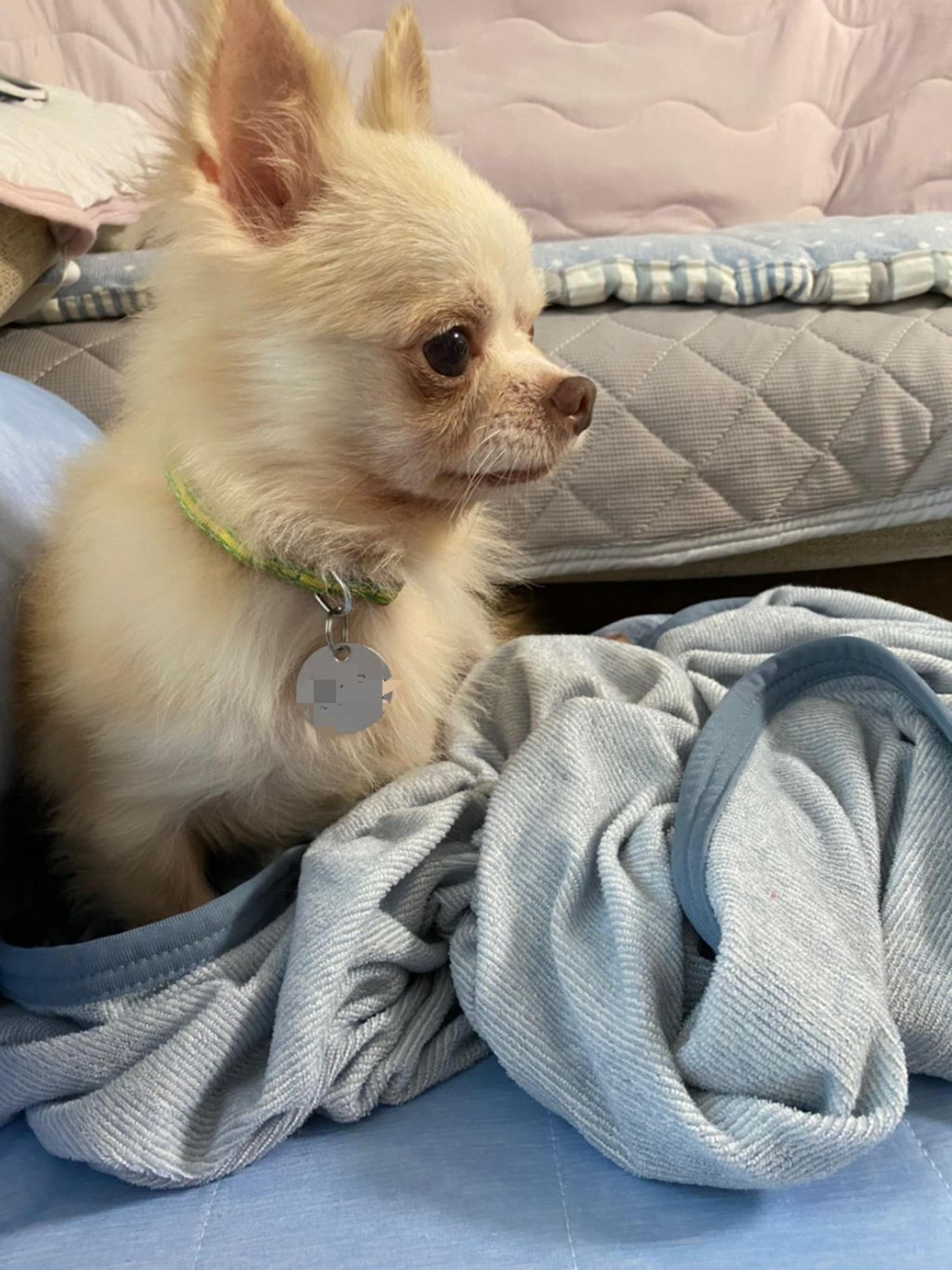 pet-image-10