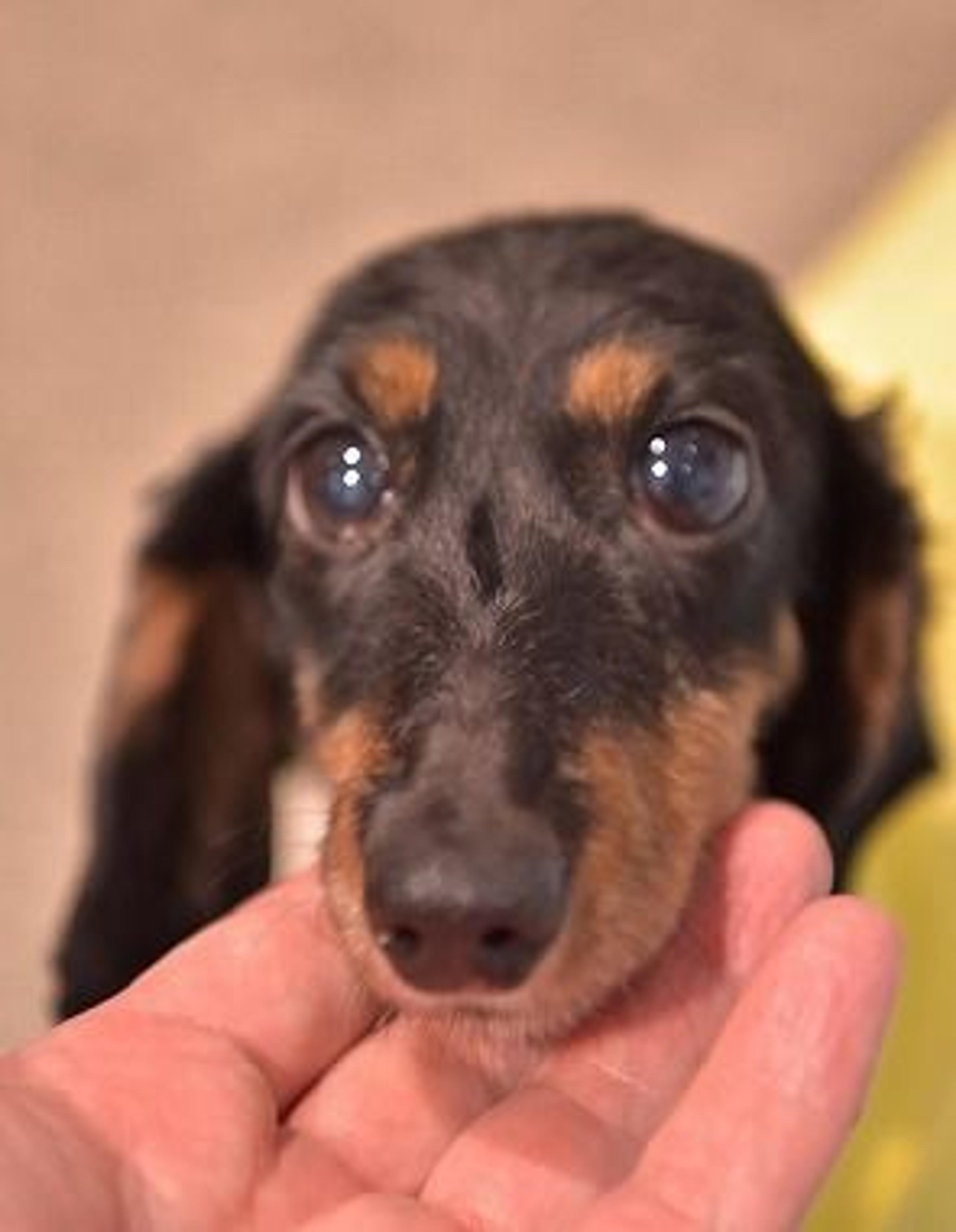 pet-image-2