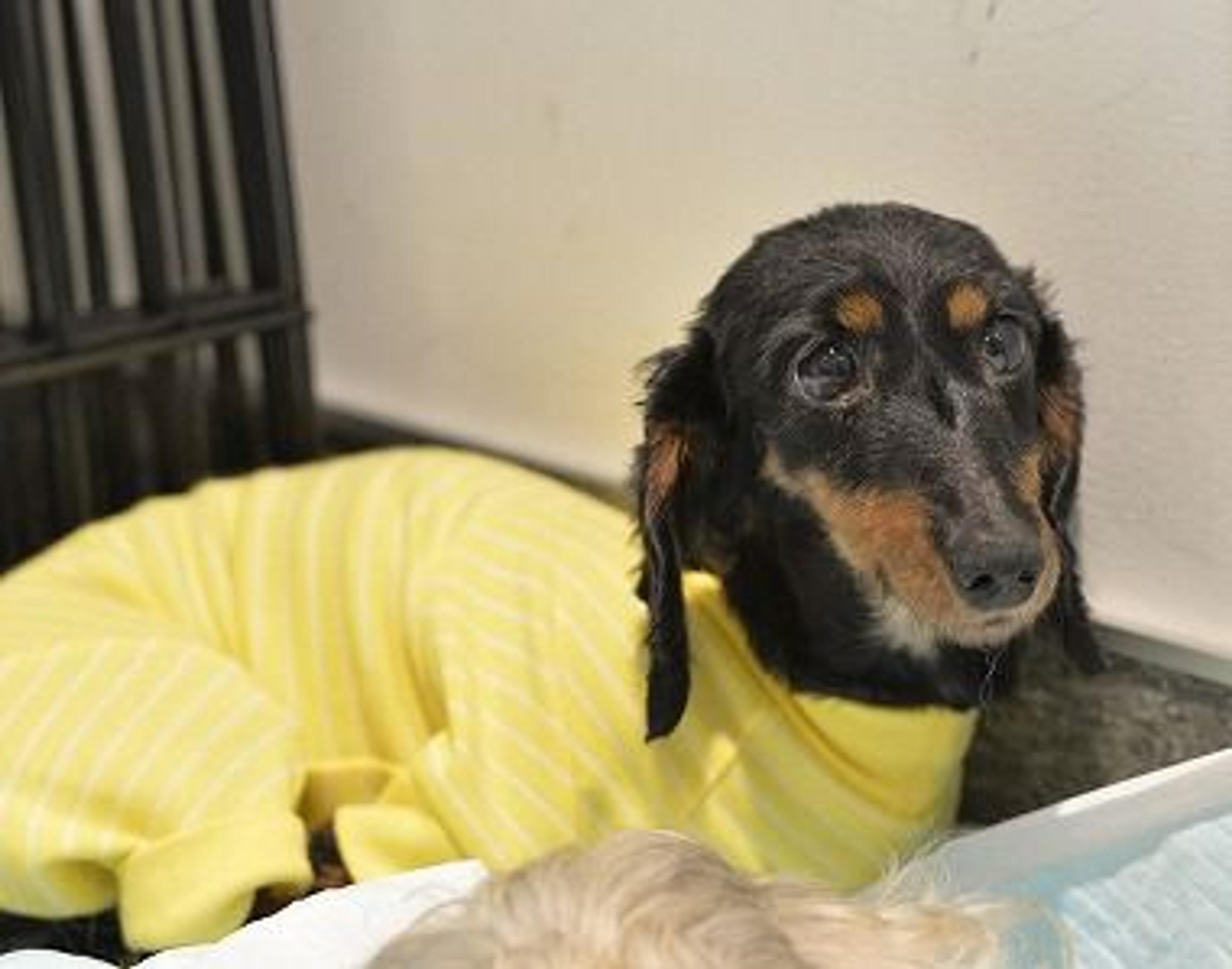pet-image-3
