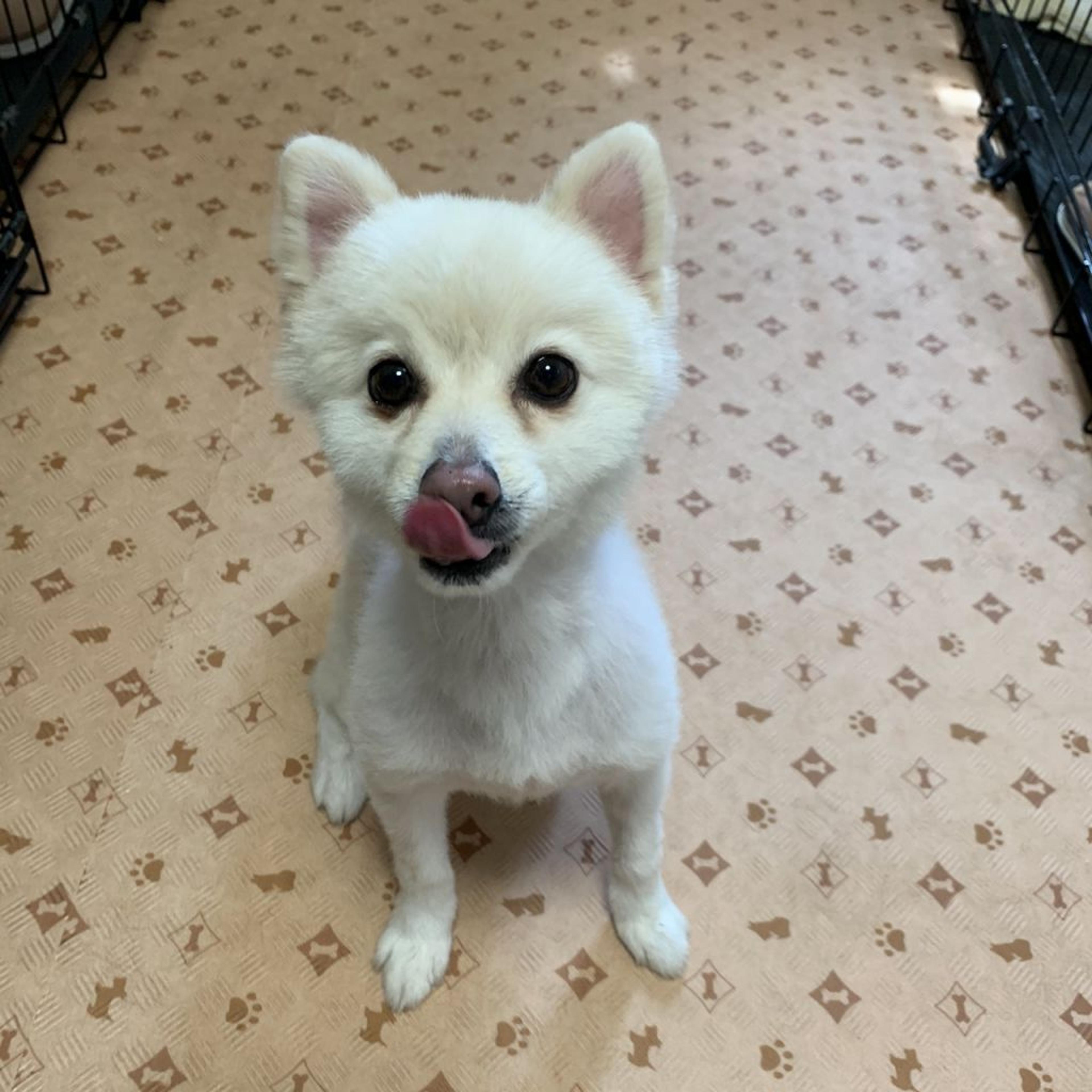 pet-image-2
