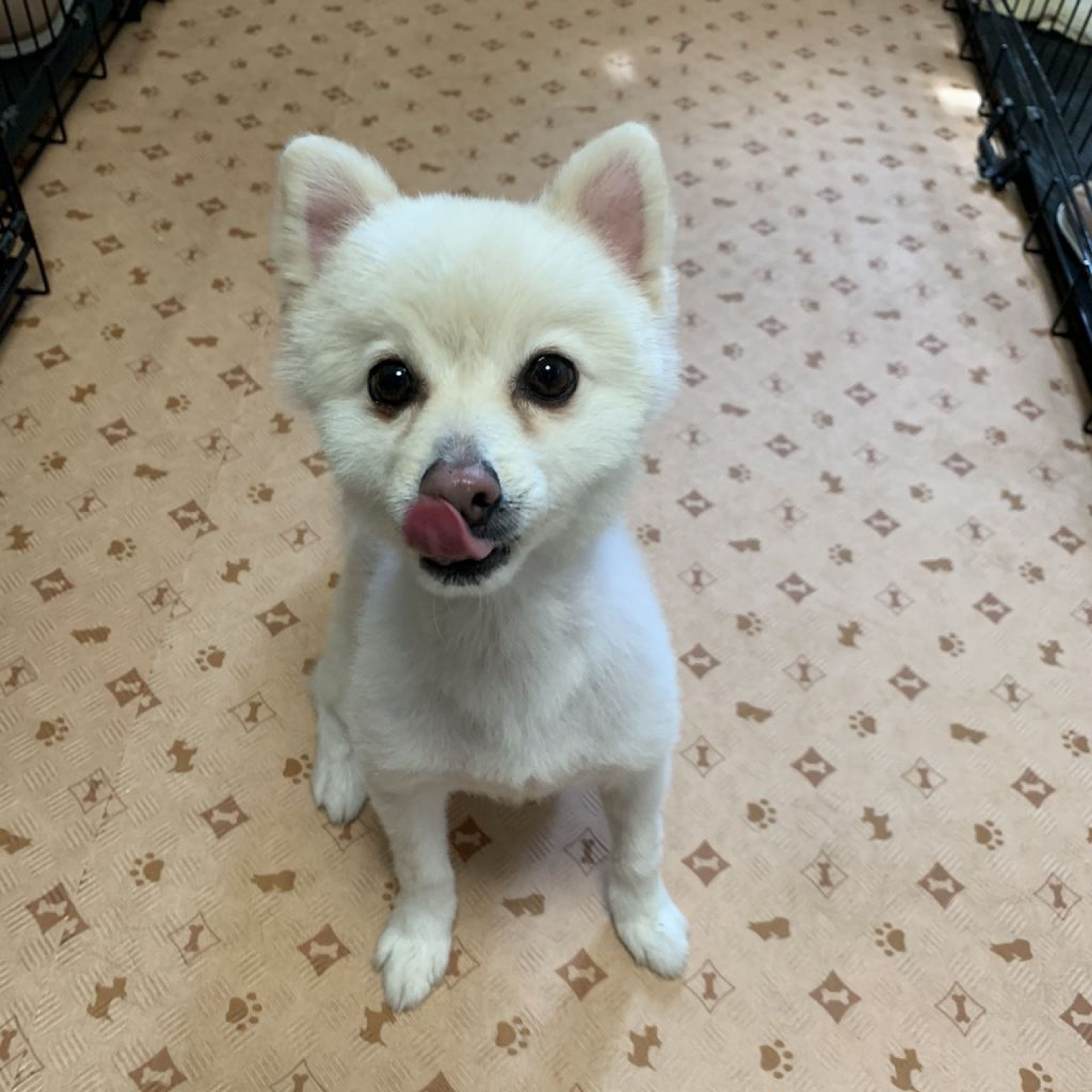 pet-image-2