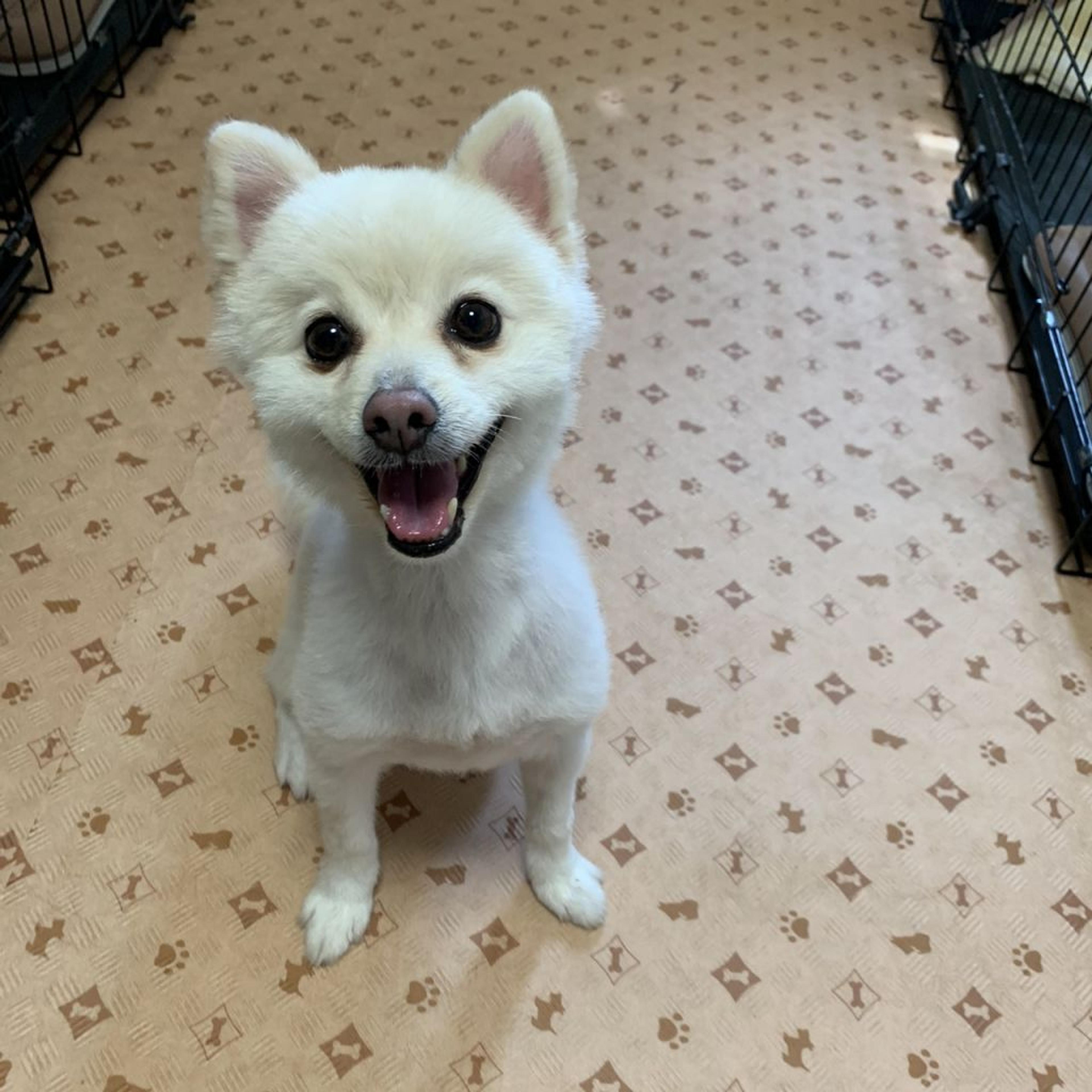 pet-image-3