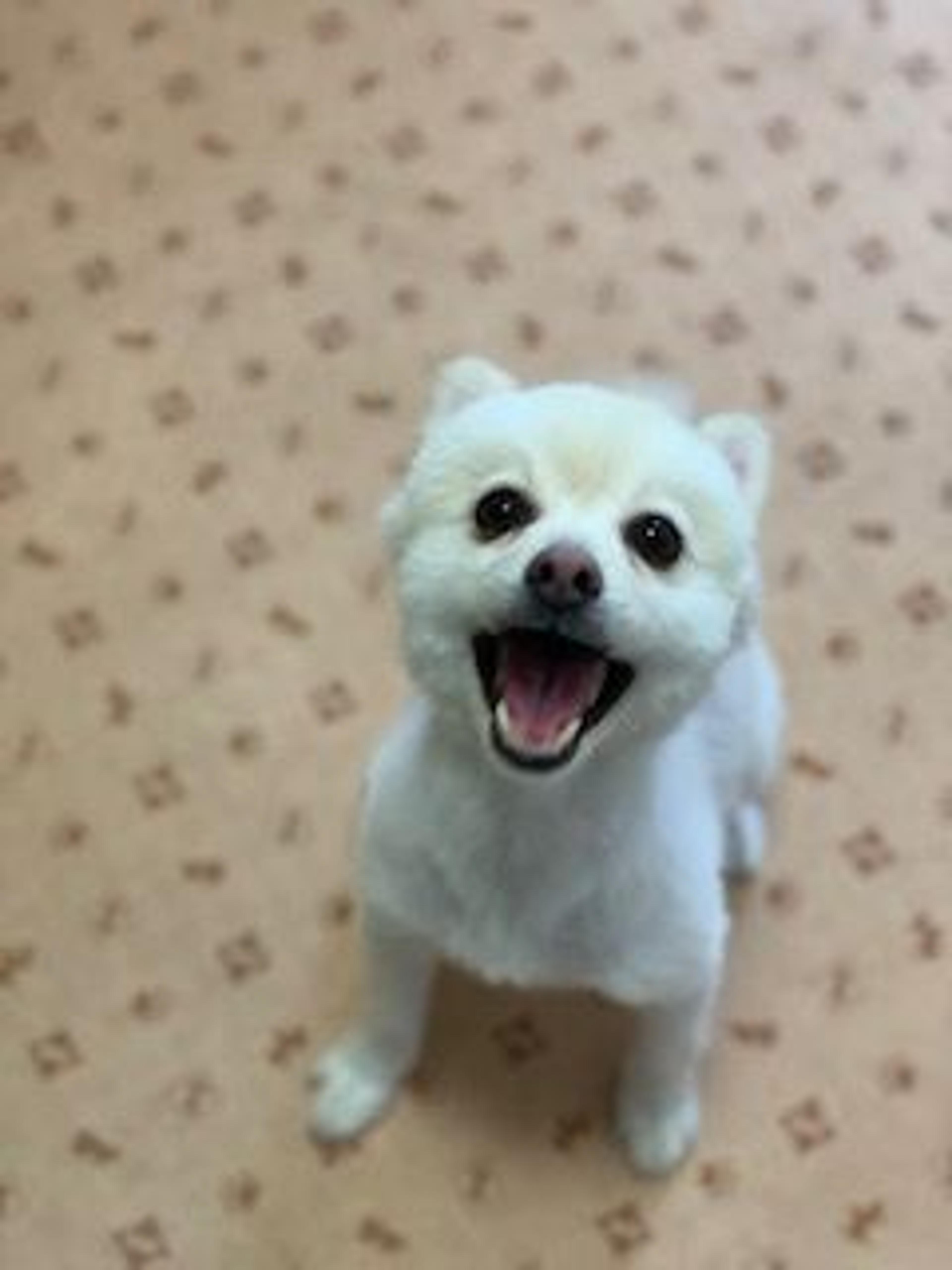 pet-image-4