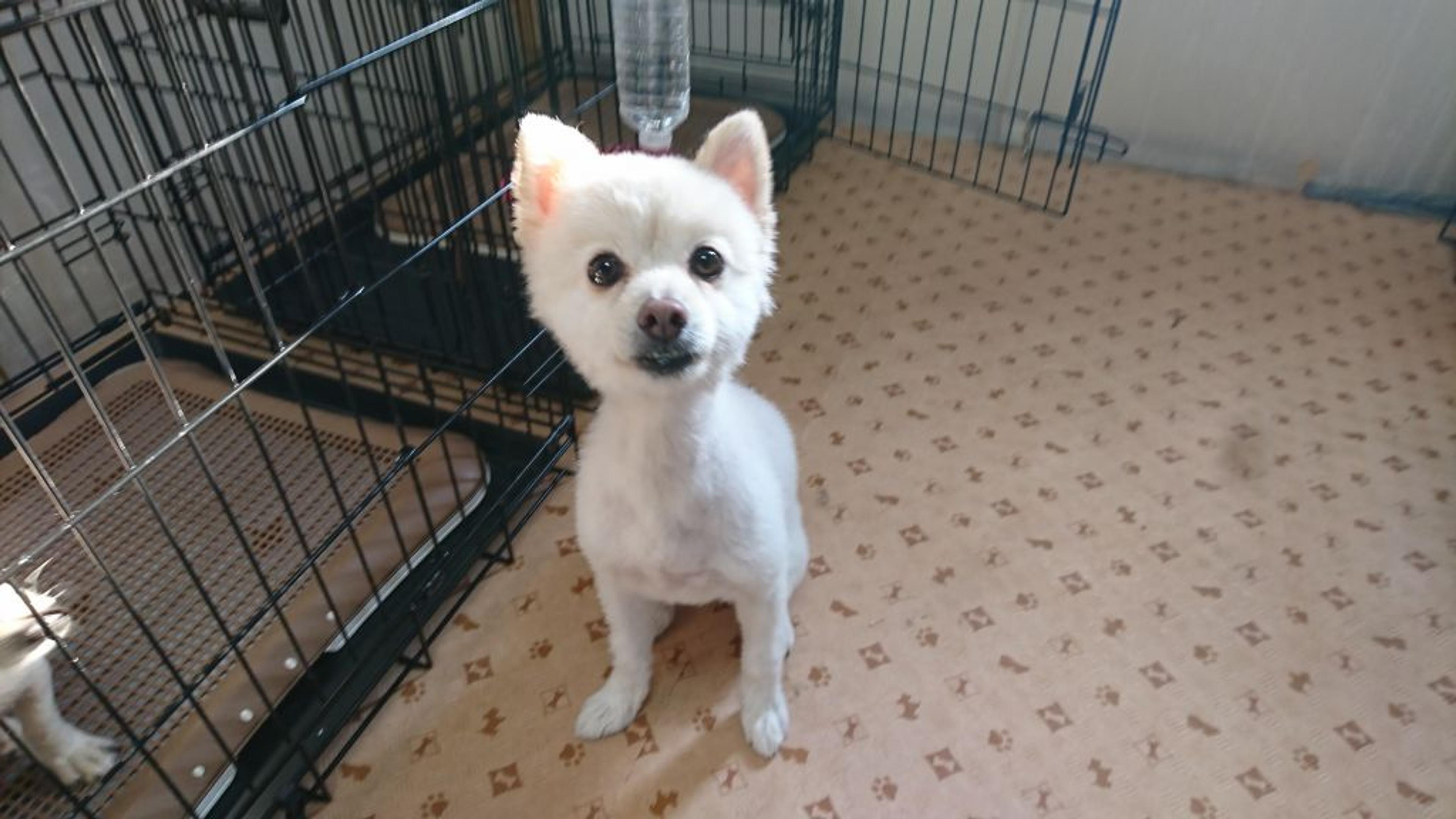 pet-image-5