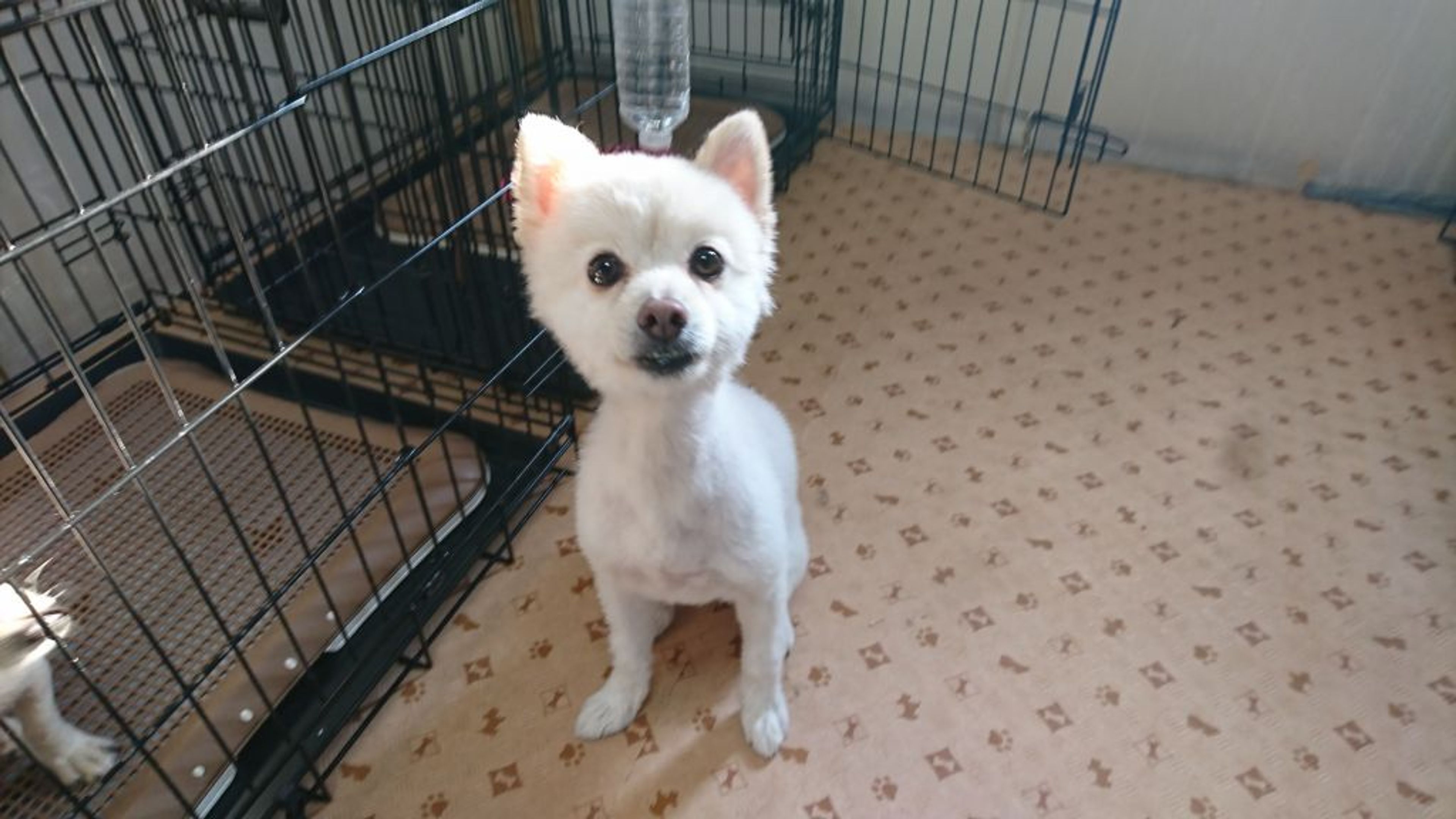 pet-image-5