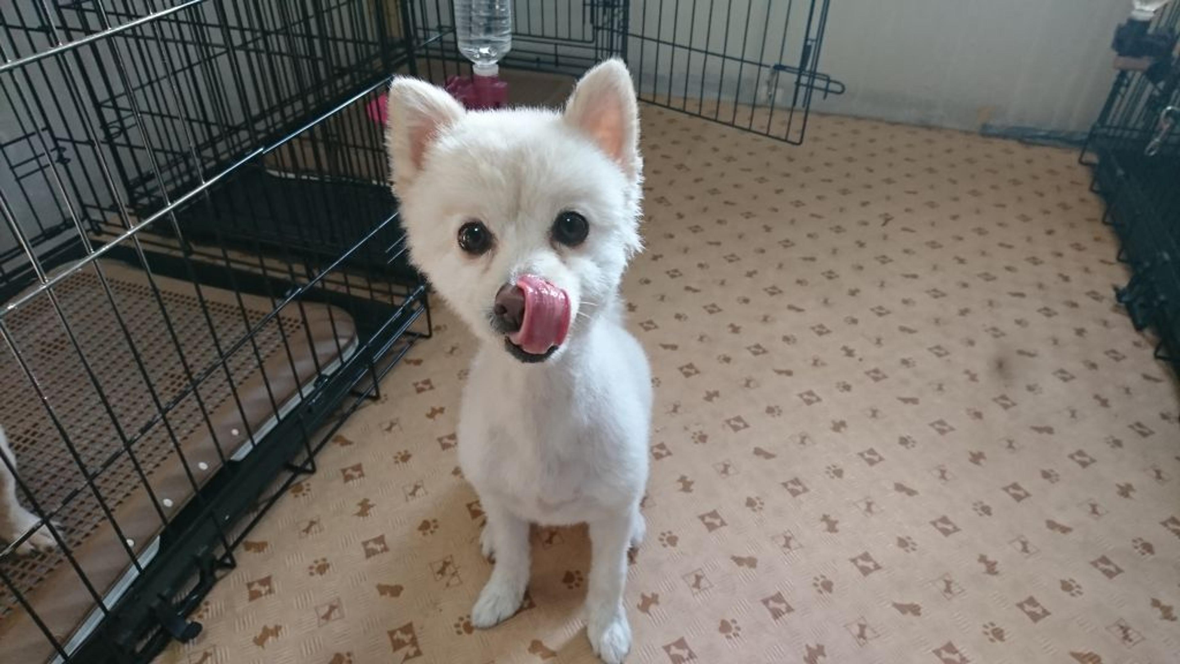 pet-image-6