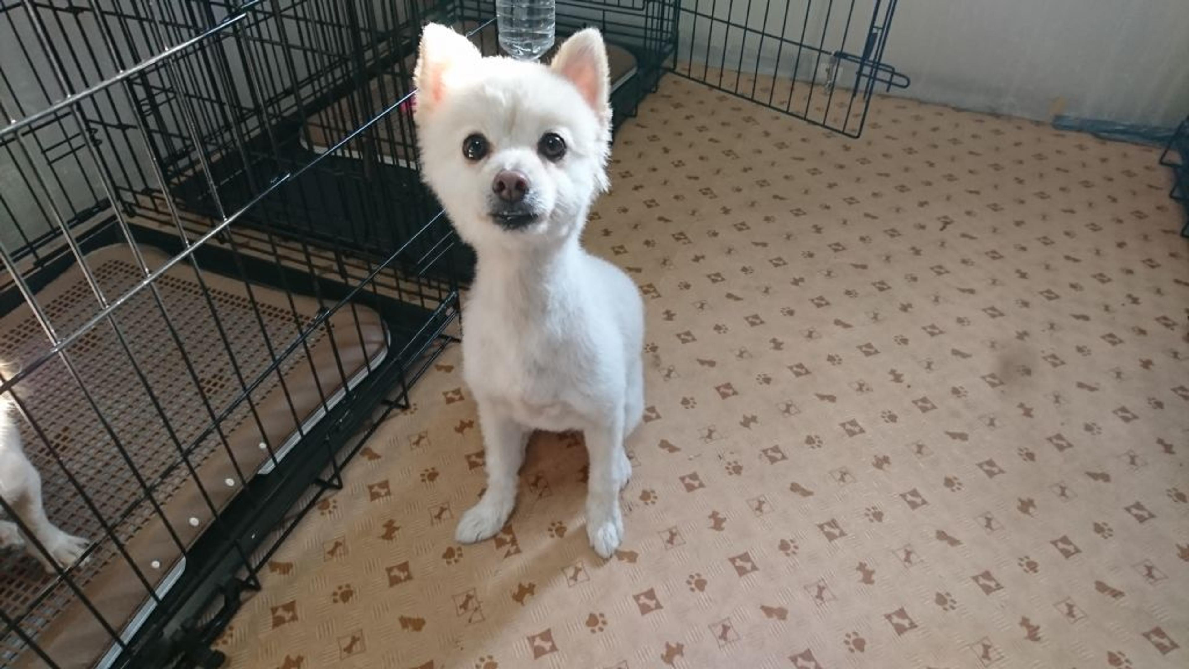 pet-image-7