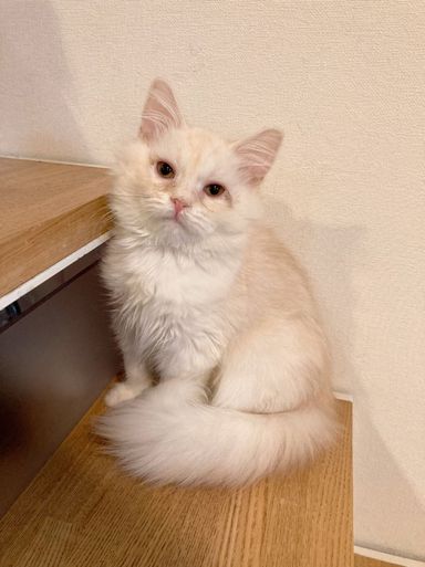 モモ