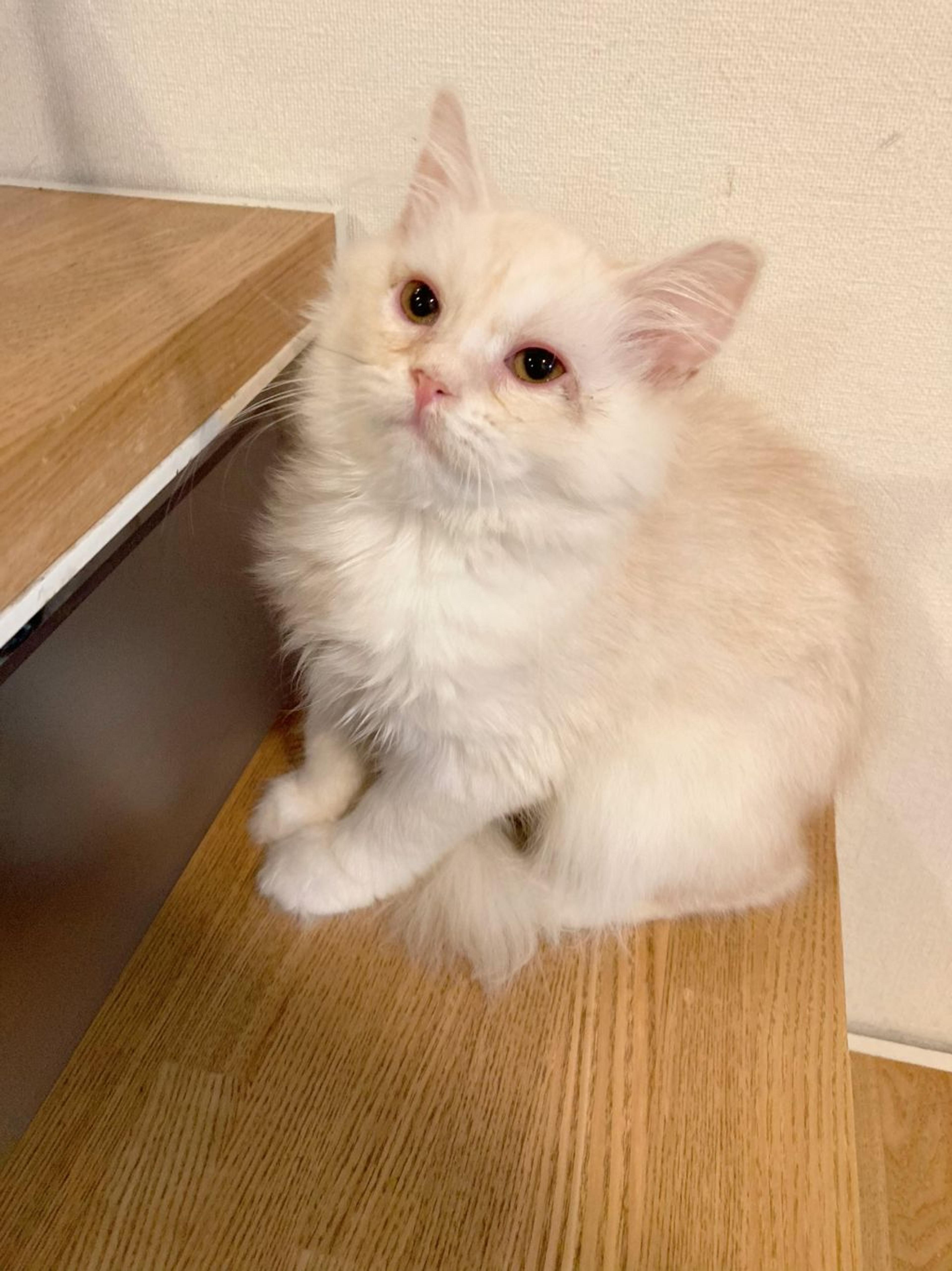 pet-image-2