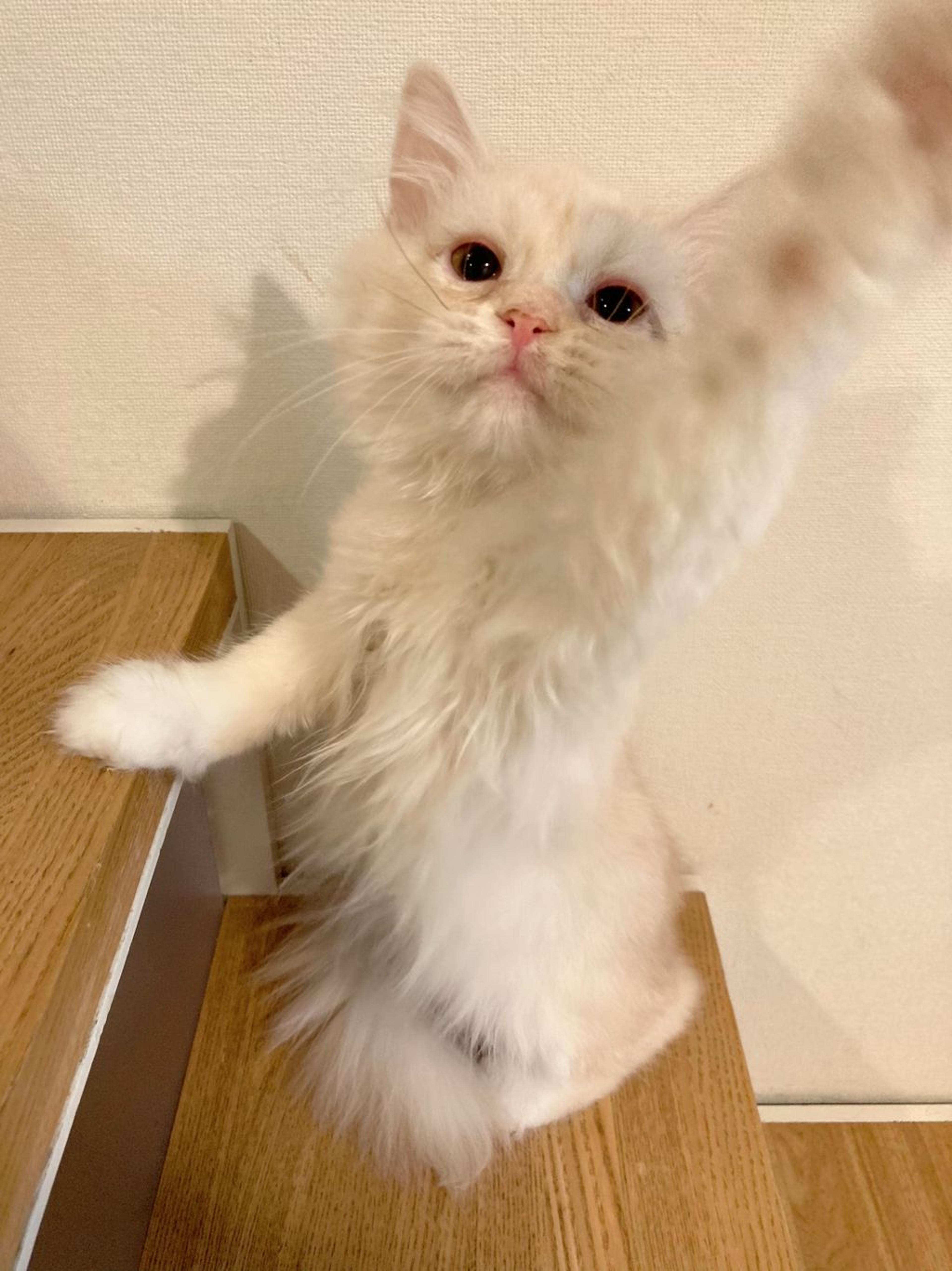 pet-image-3