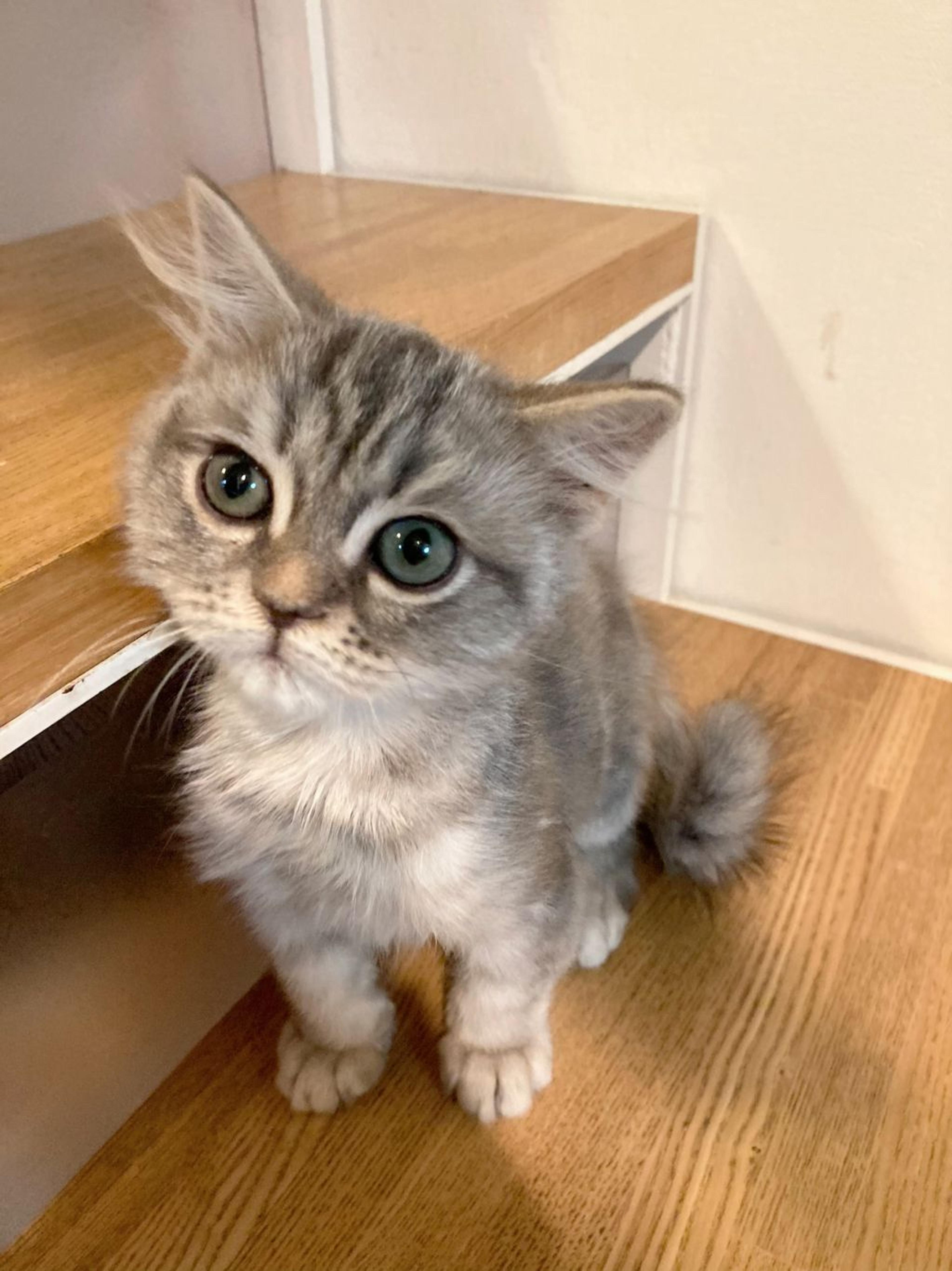 pet-image-2