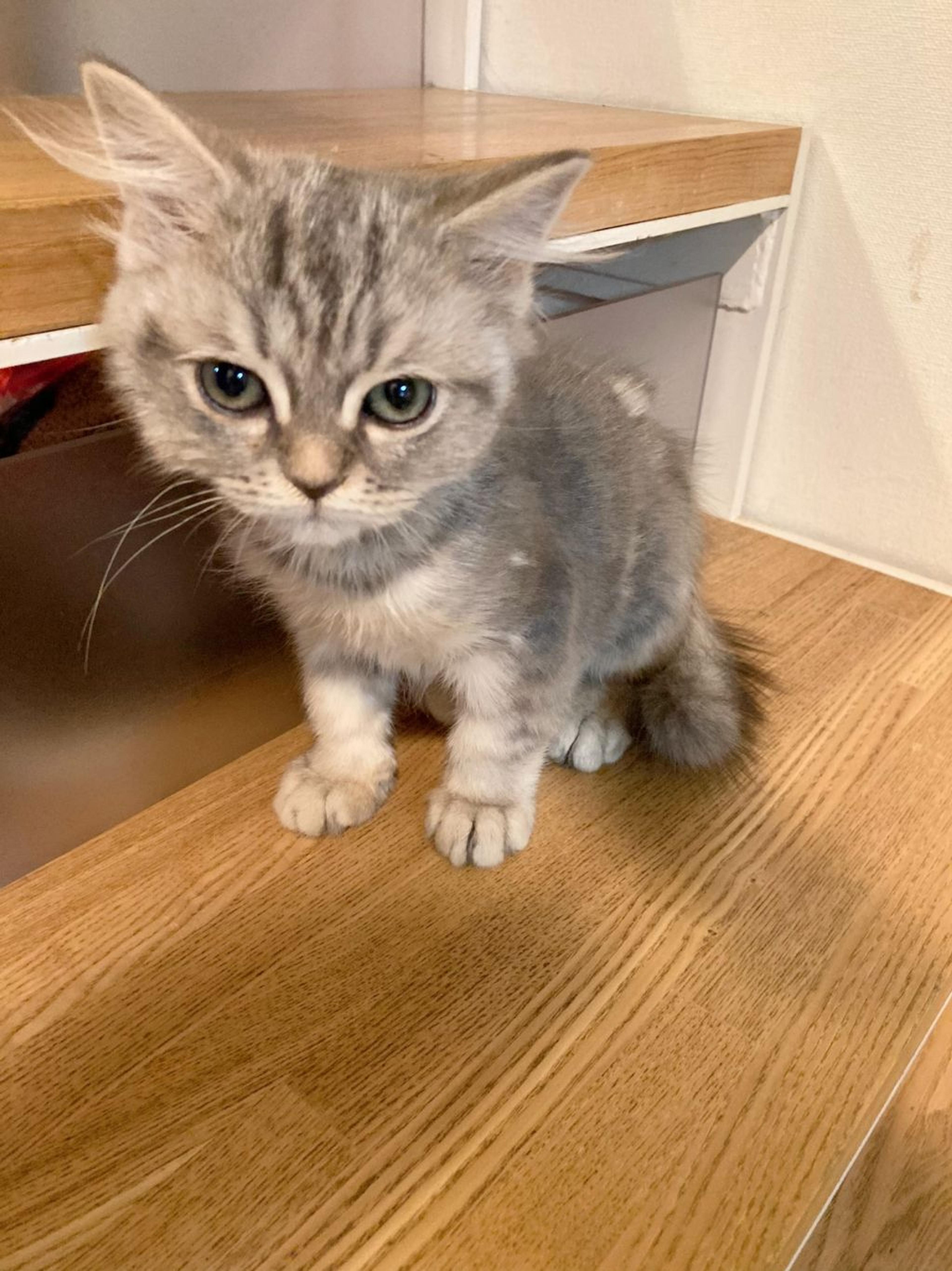 pet-image-3