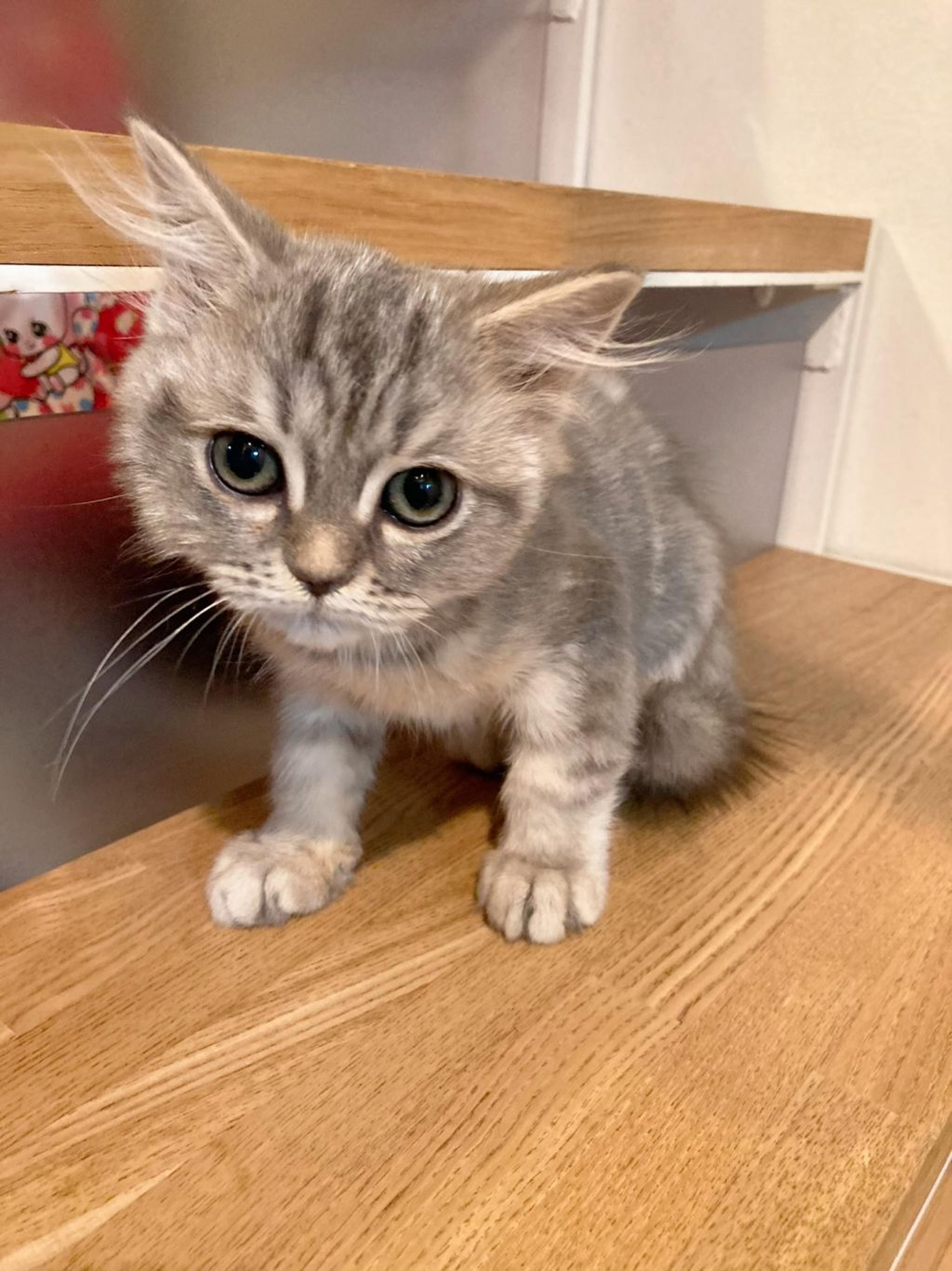 pet-image-4