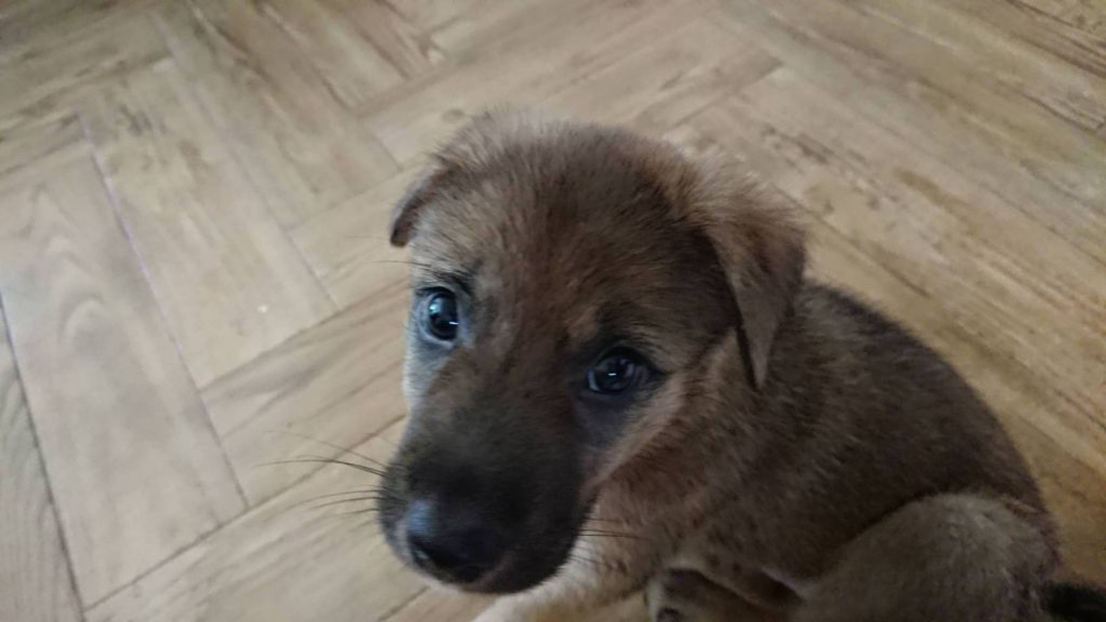 雑種（ミックス犬）・オスの里親募集の写真