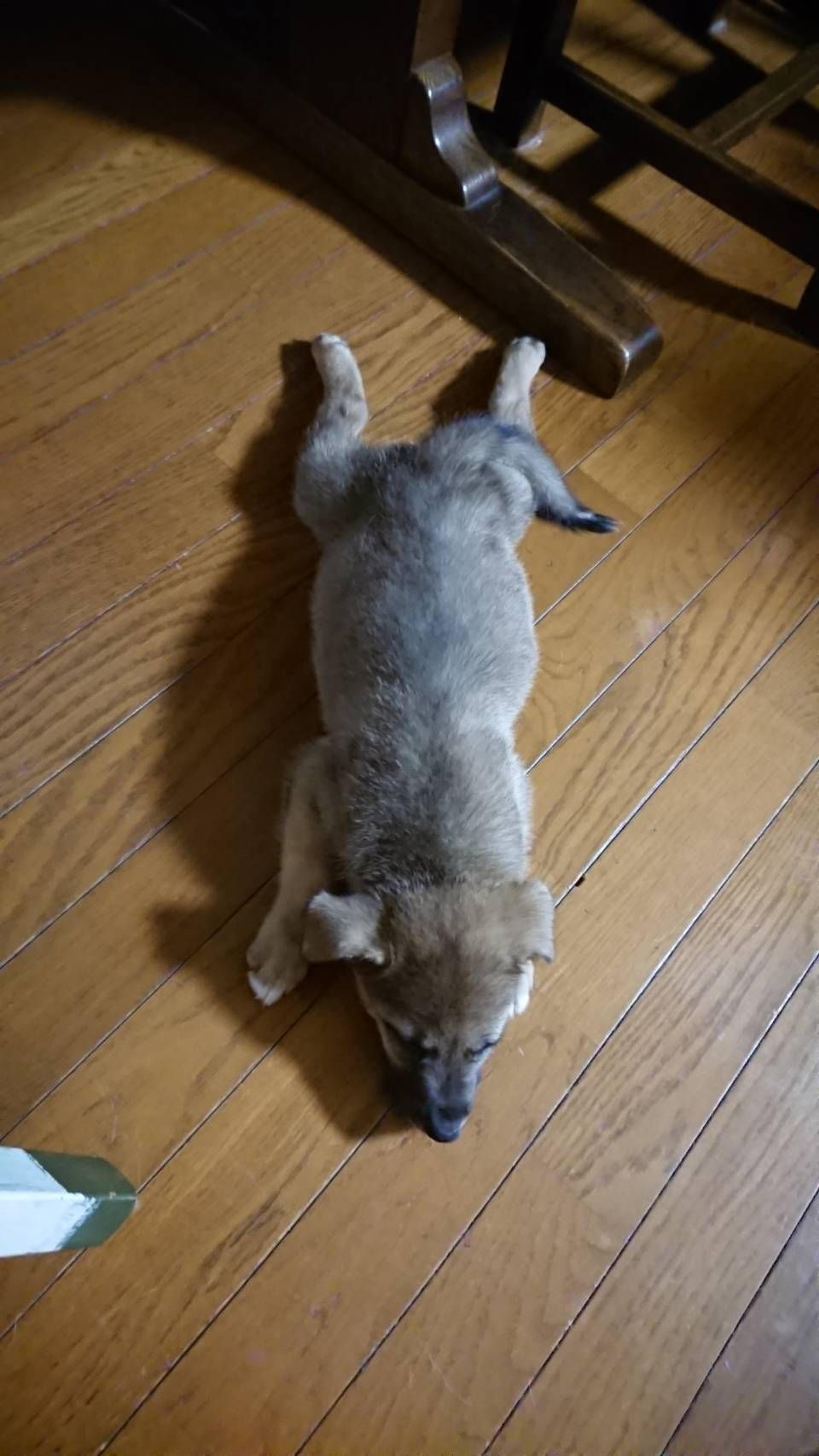 pet-image-2