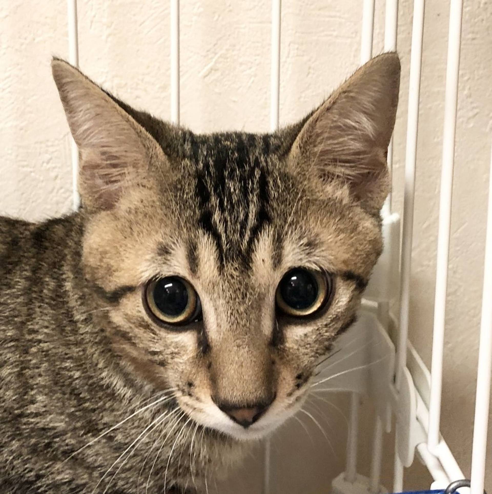 雑種（ミックス猫）・オスの里親募集の写真
