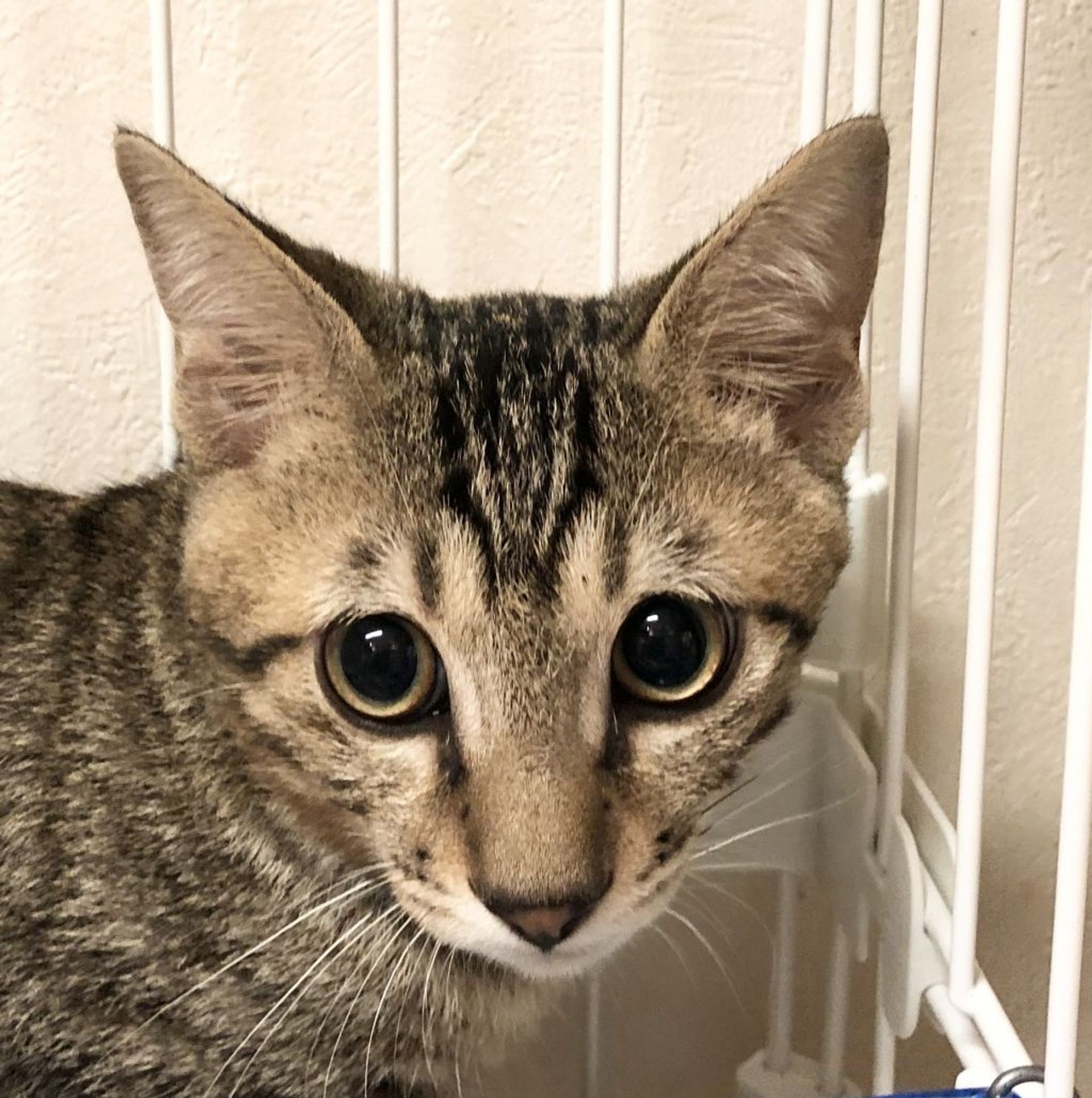 雑種（ミックス猫）・オスの里親募集の写真