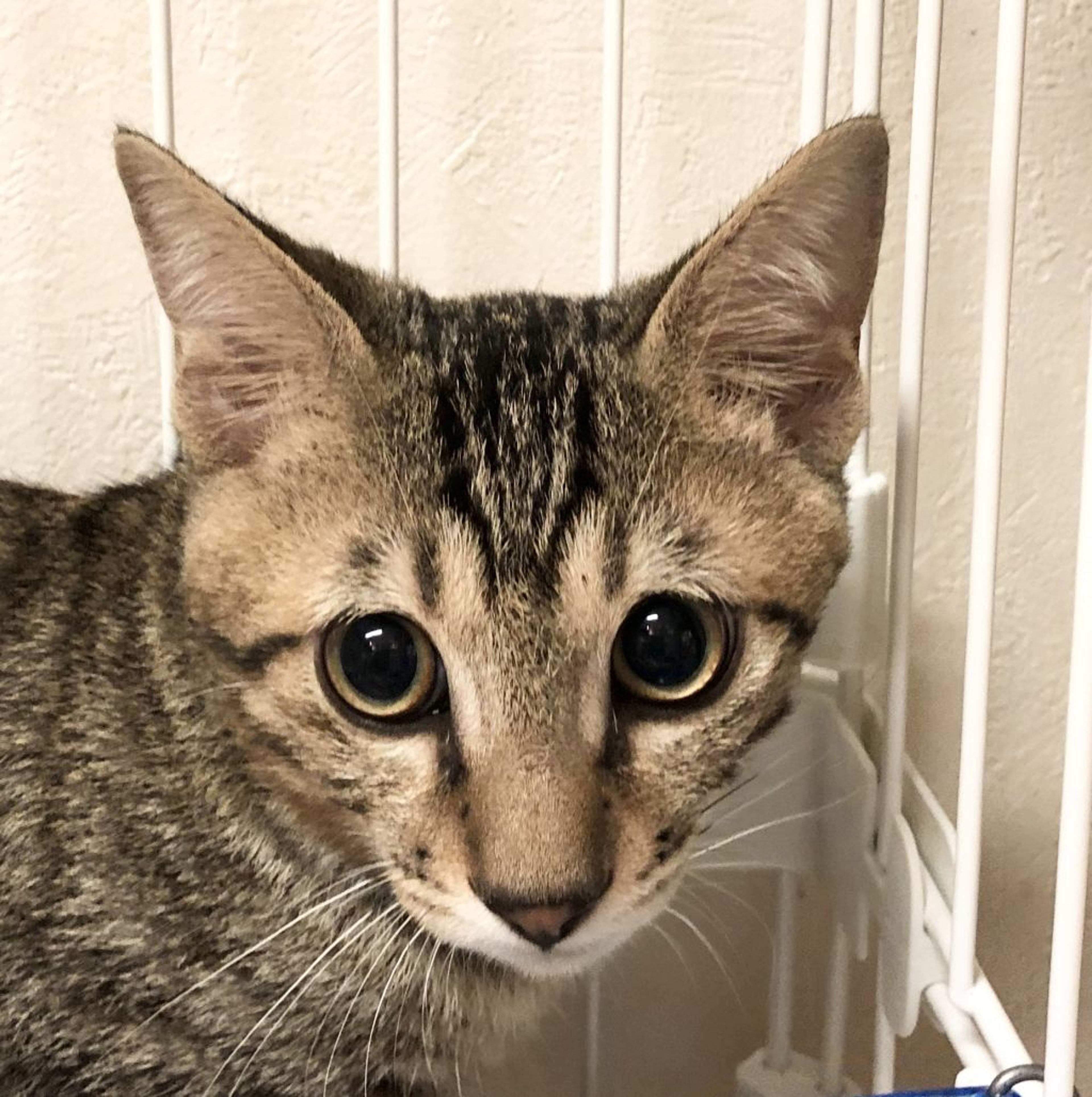 雑種（ミックス猫）・オスの里親募集の写真
