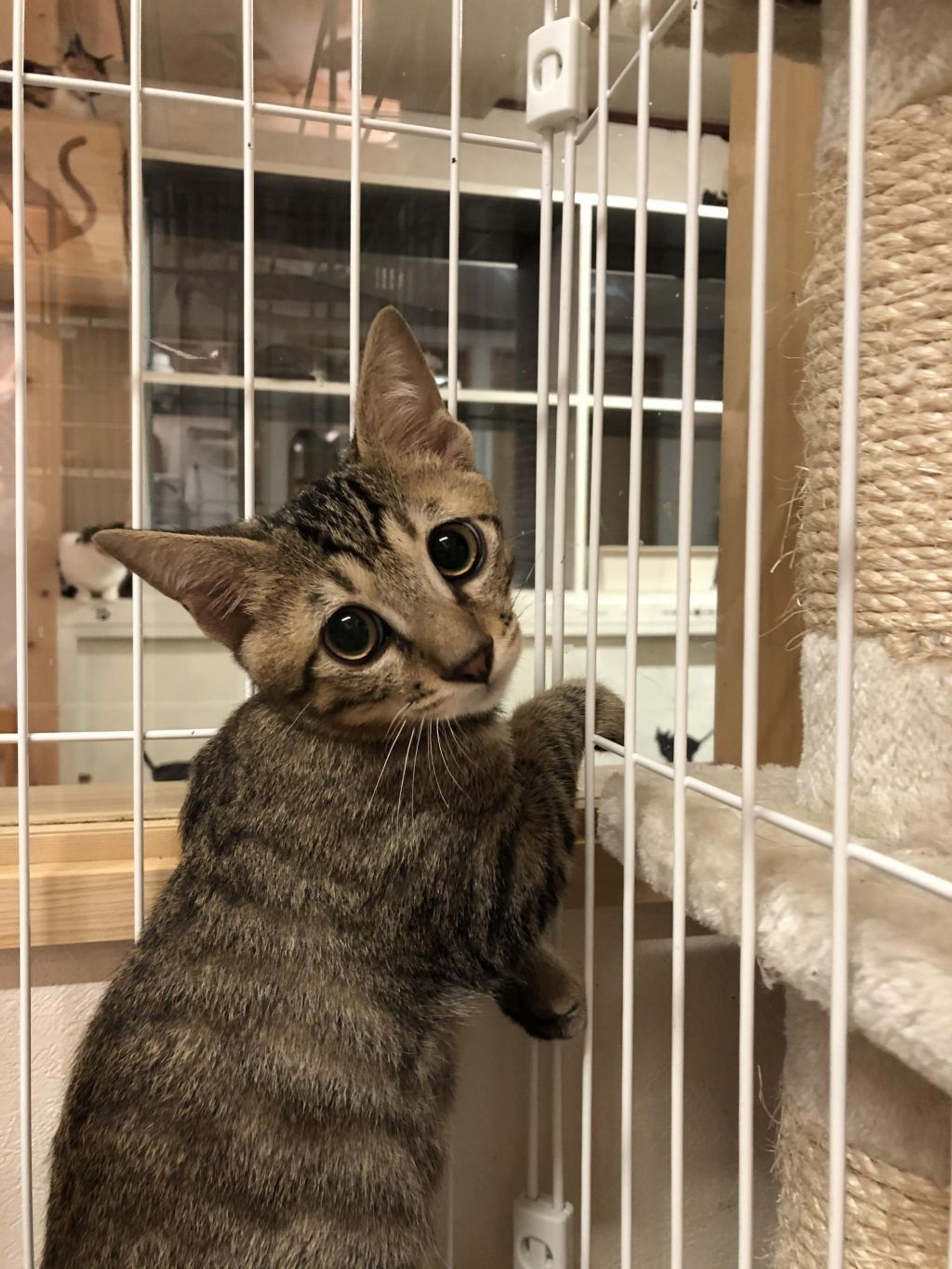 pet-image-2