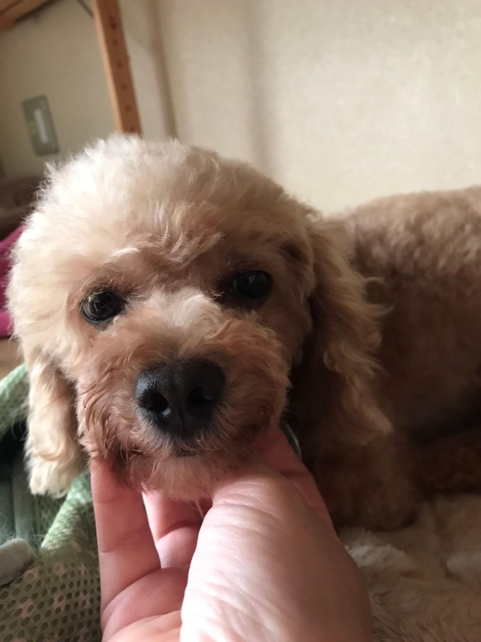 pet-image-3