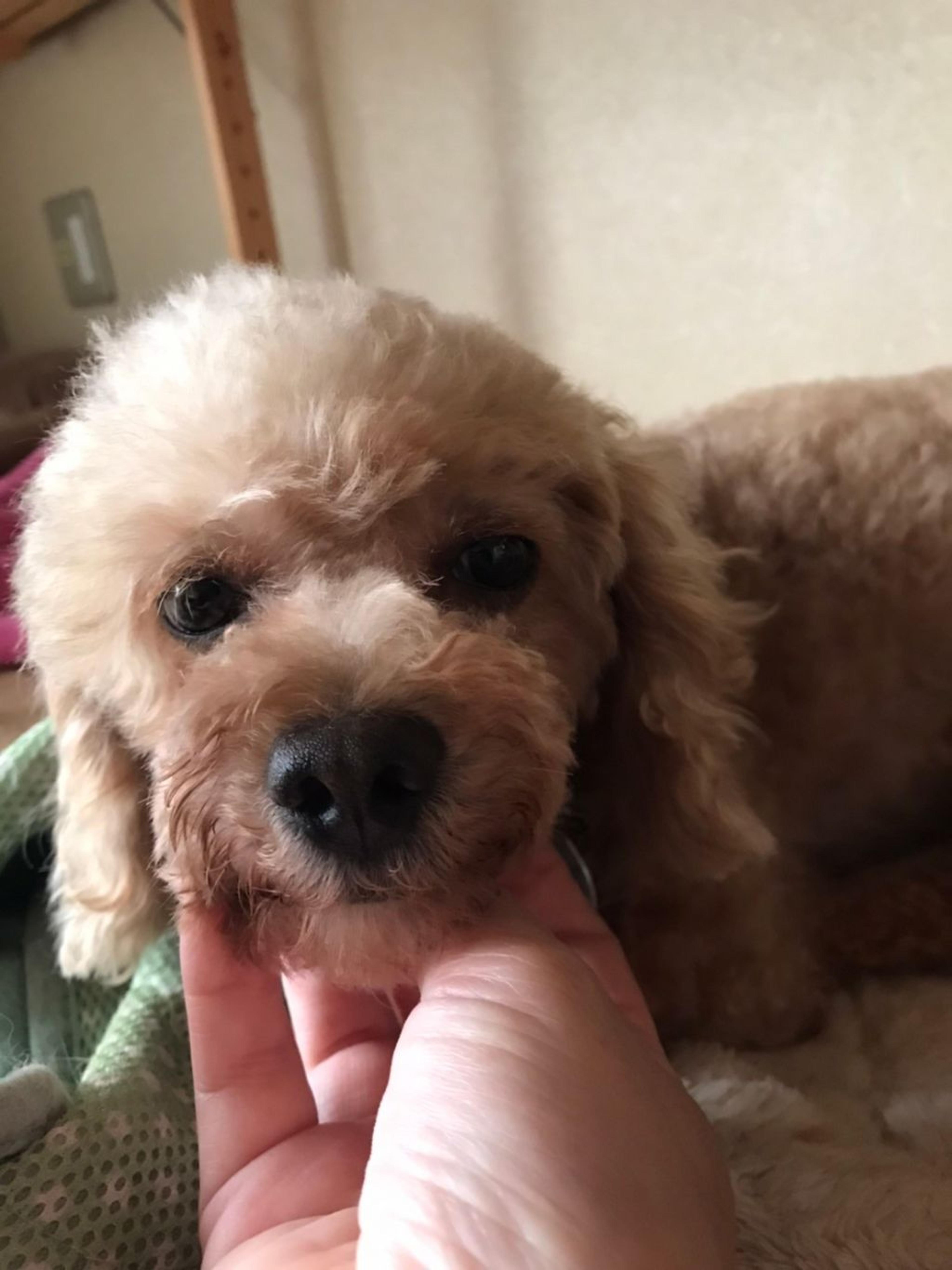 pet-image-3