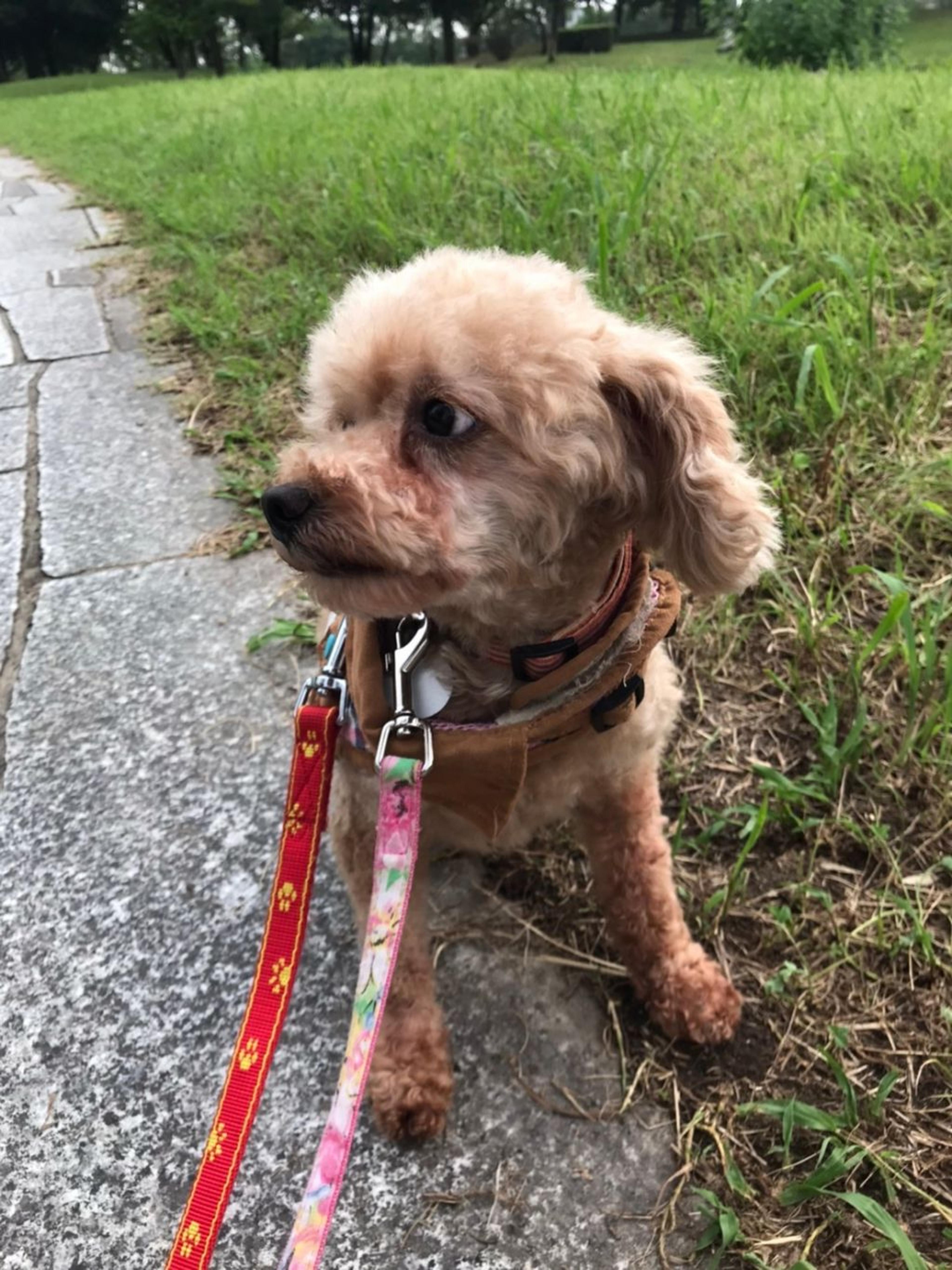 pet-image-5