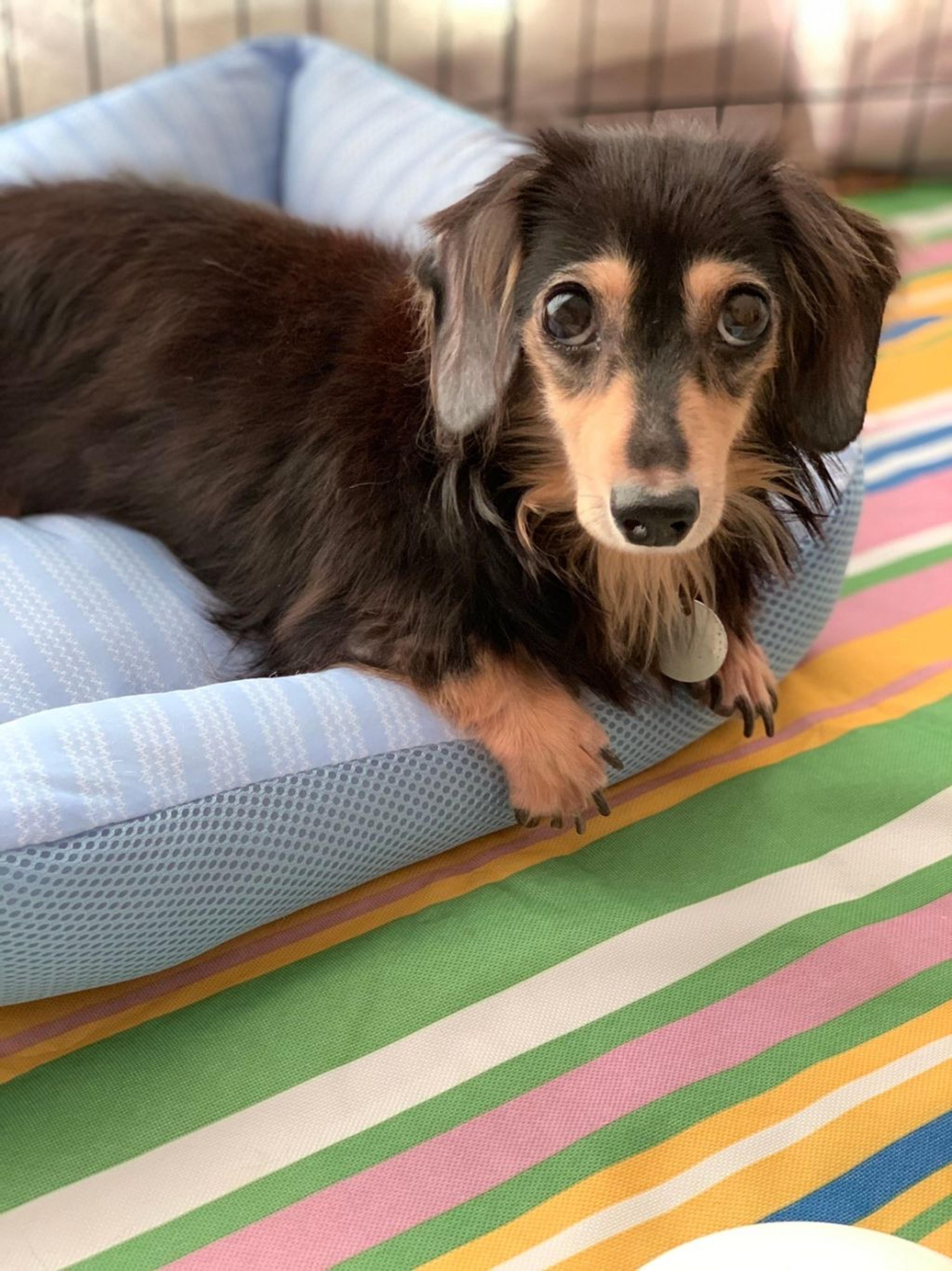 pet-image-7