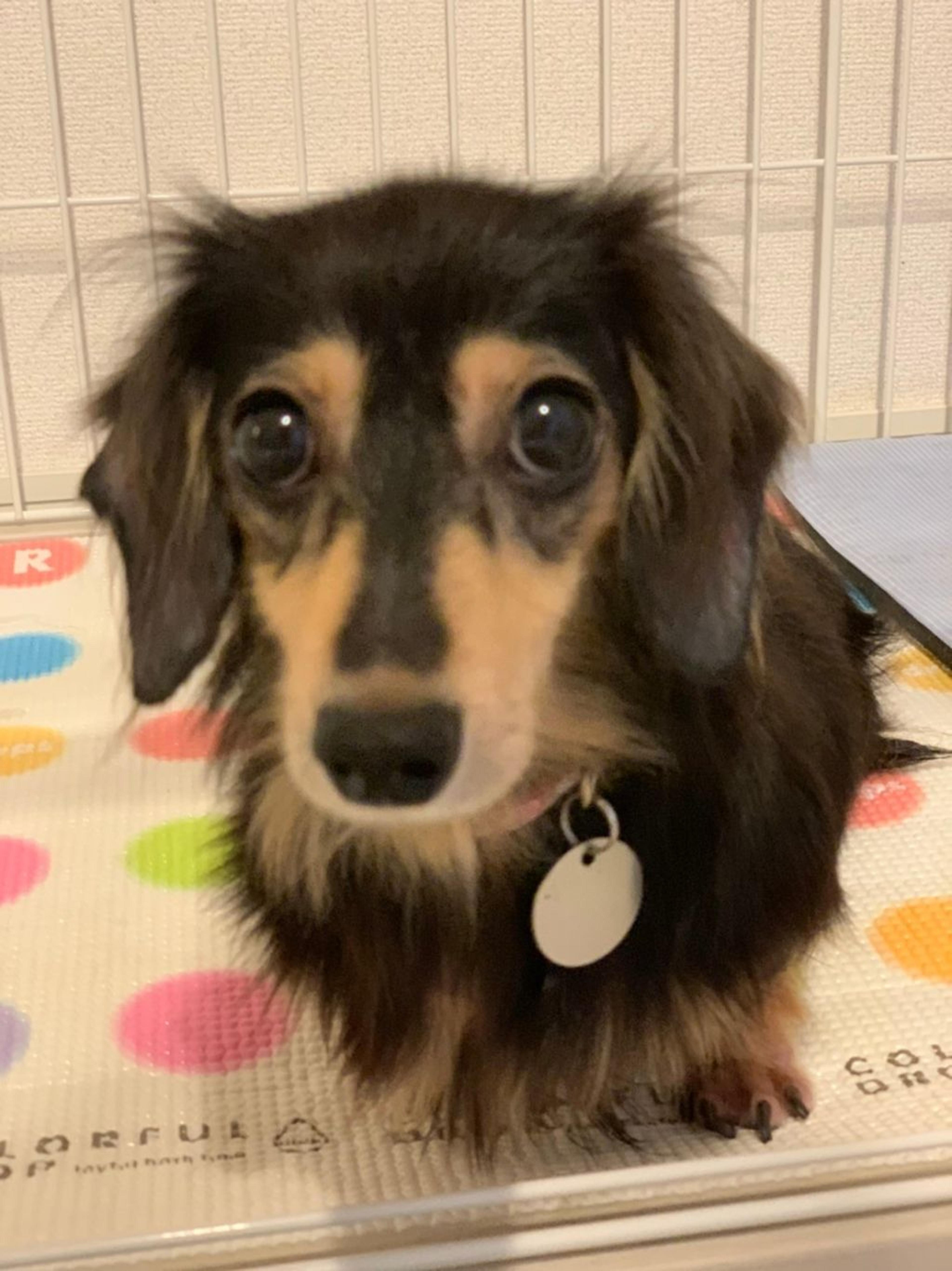 pet-image-8