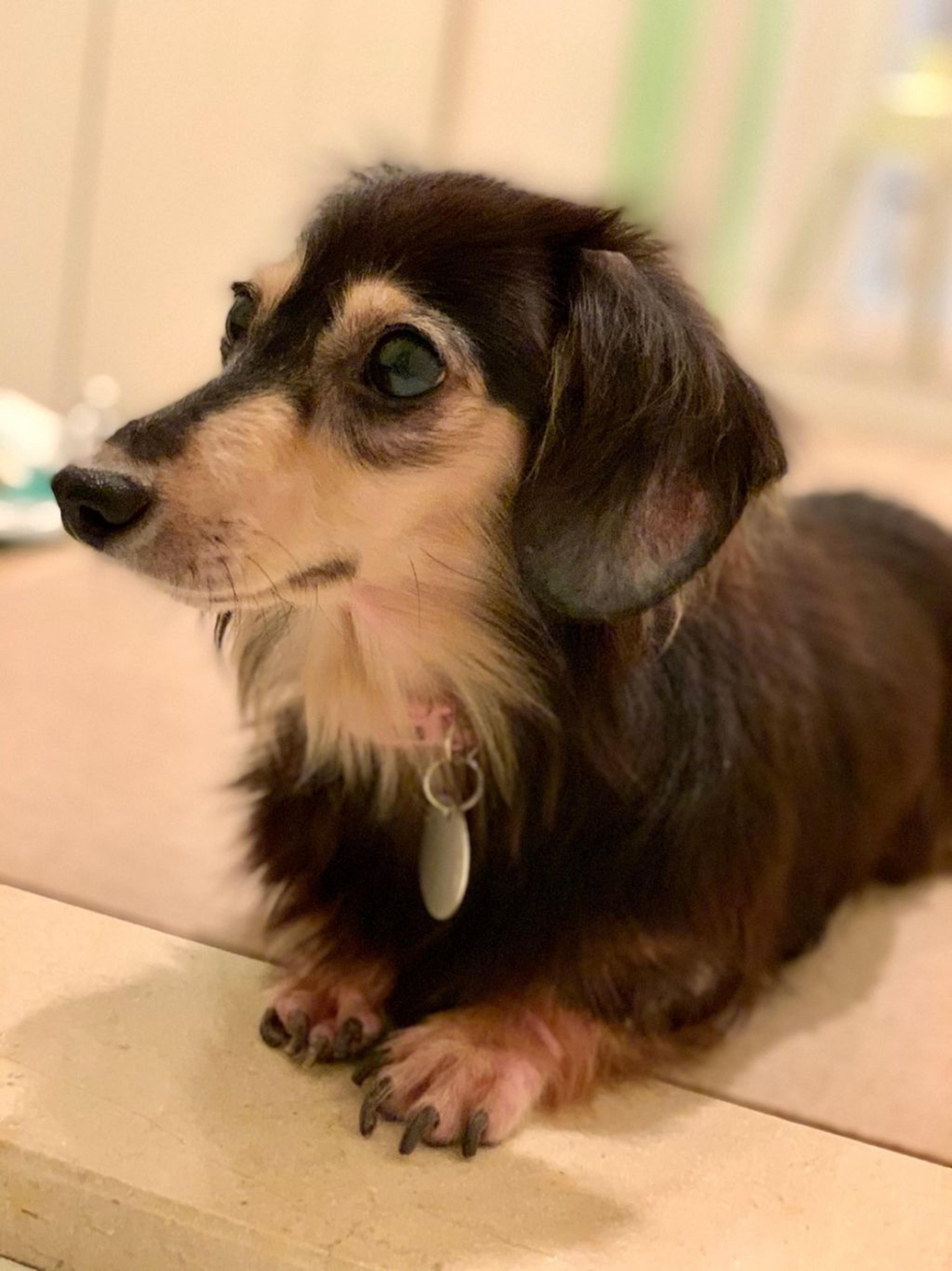 pet-image-9