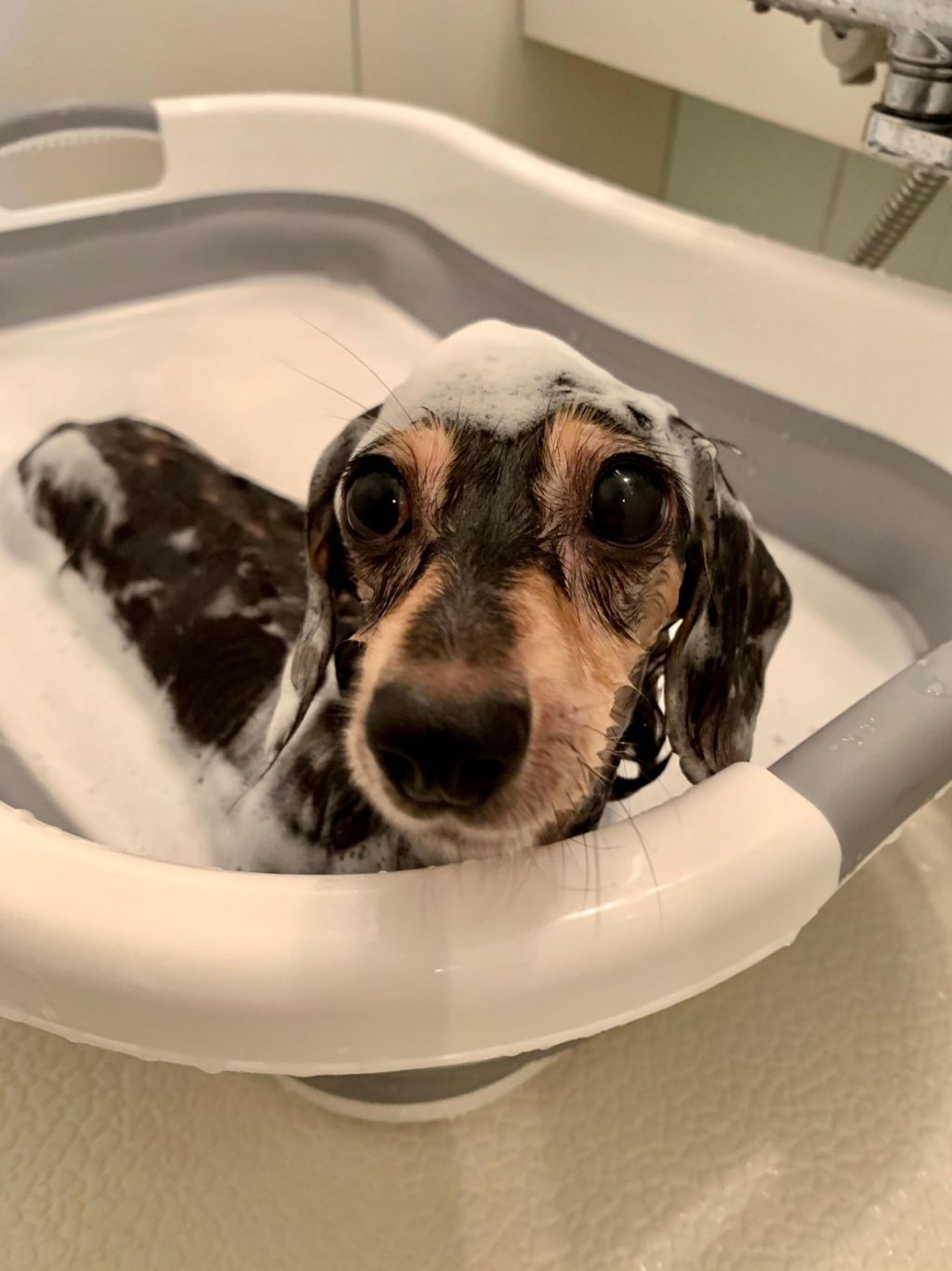 pet-image-10