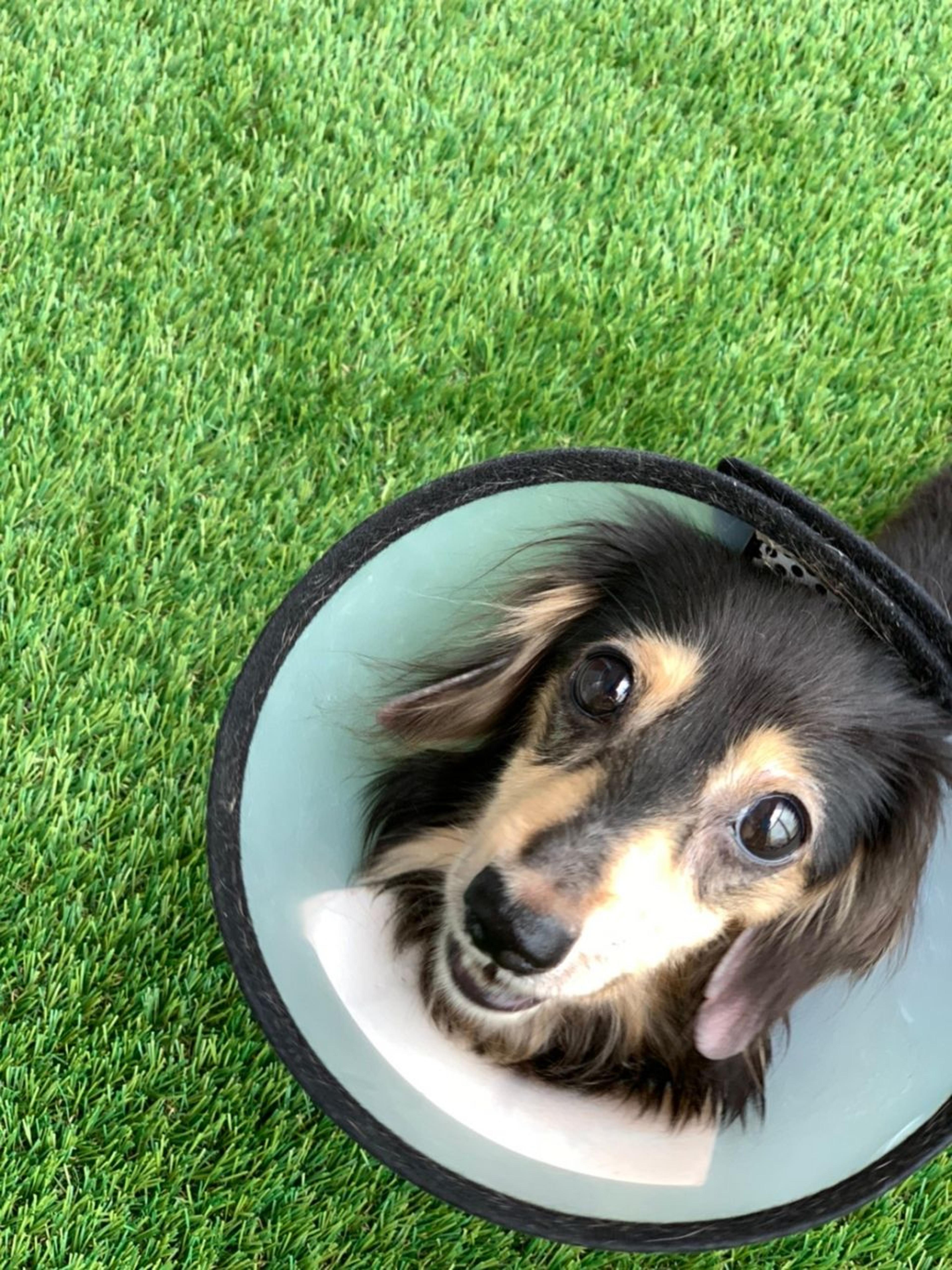 pet-image-4