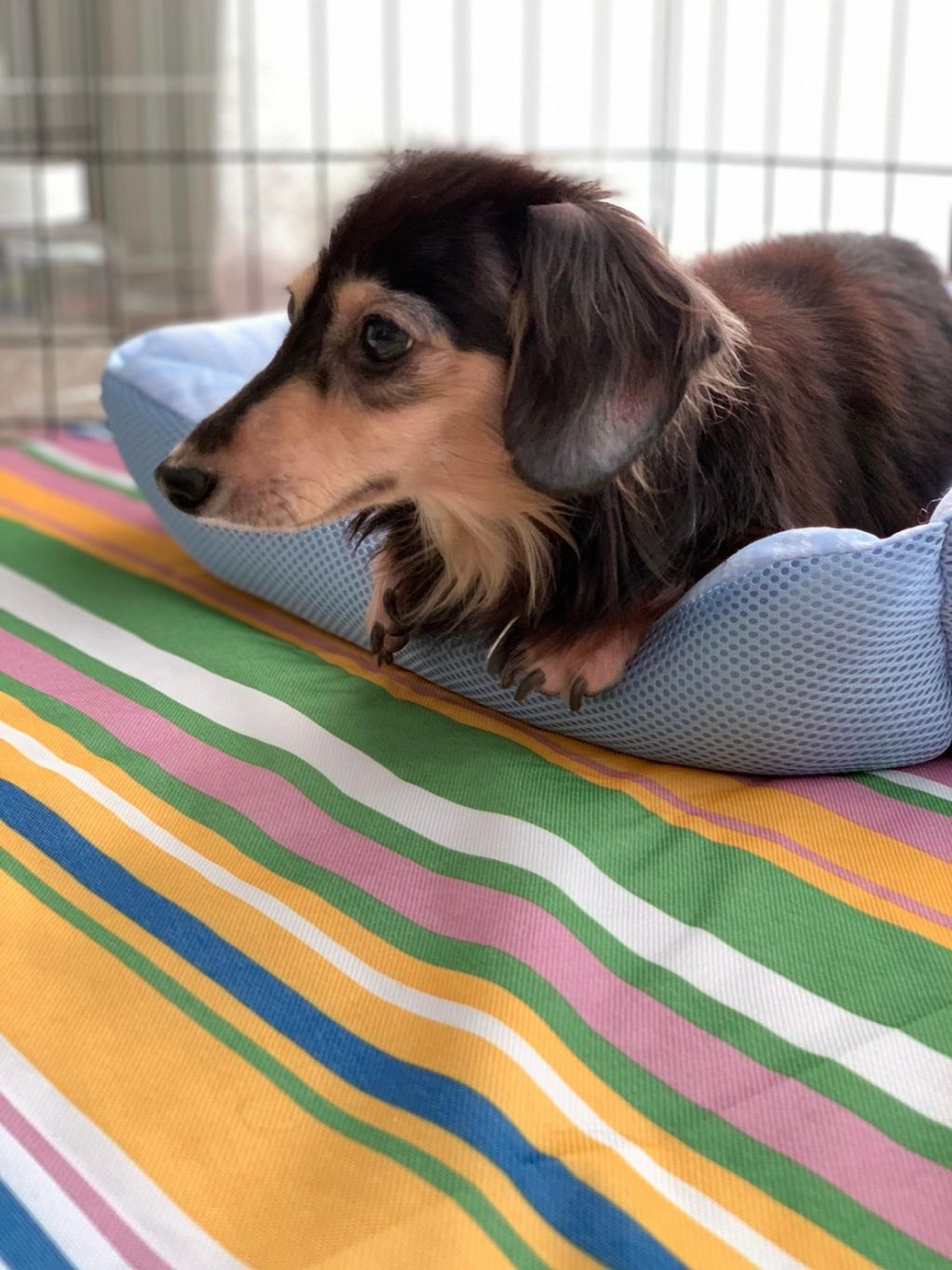 pet-image-5