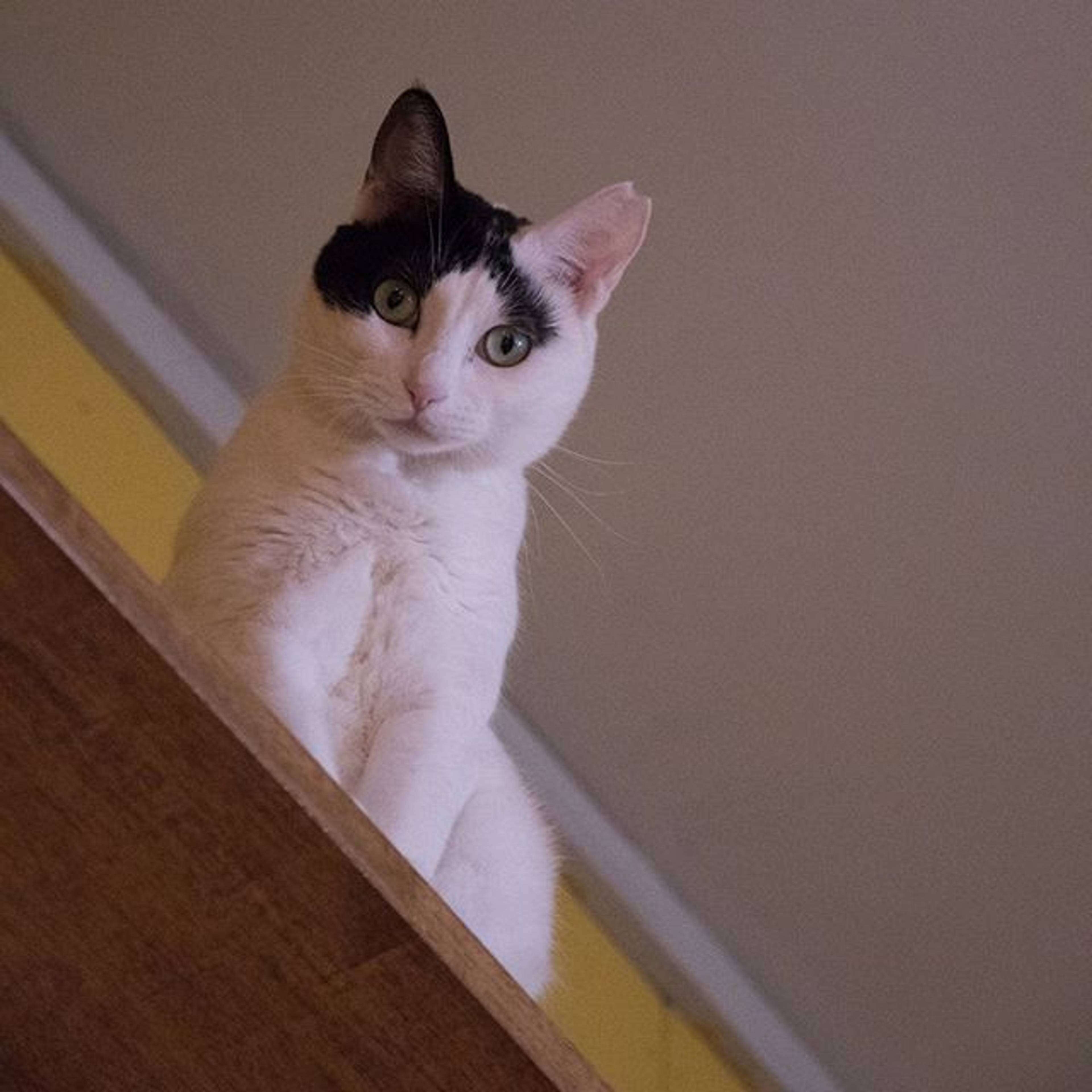 雑種（ミックス猫）・メスの里親募集の写真