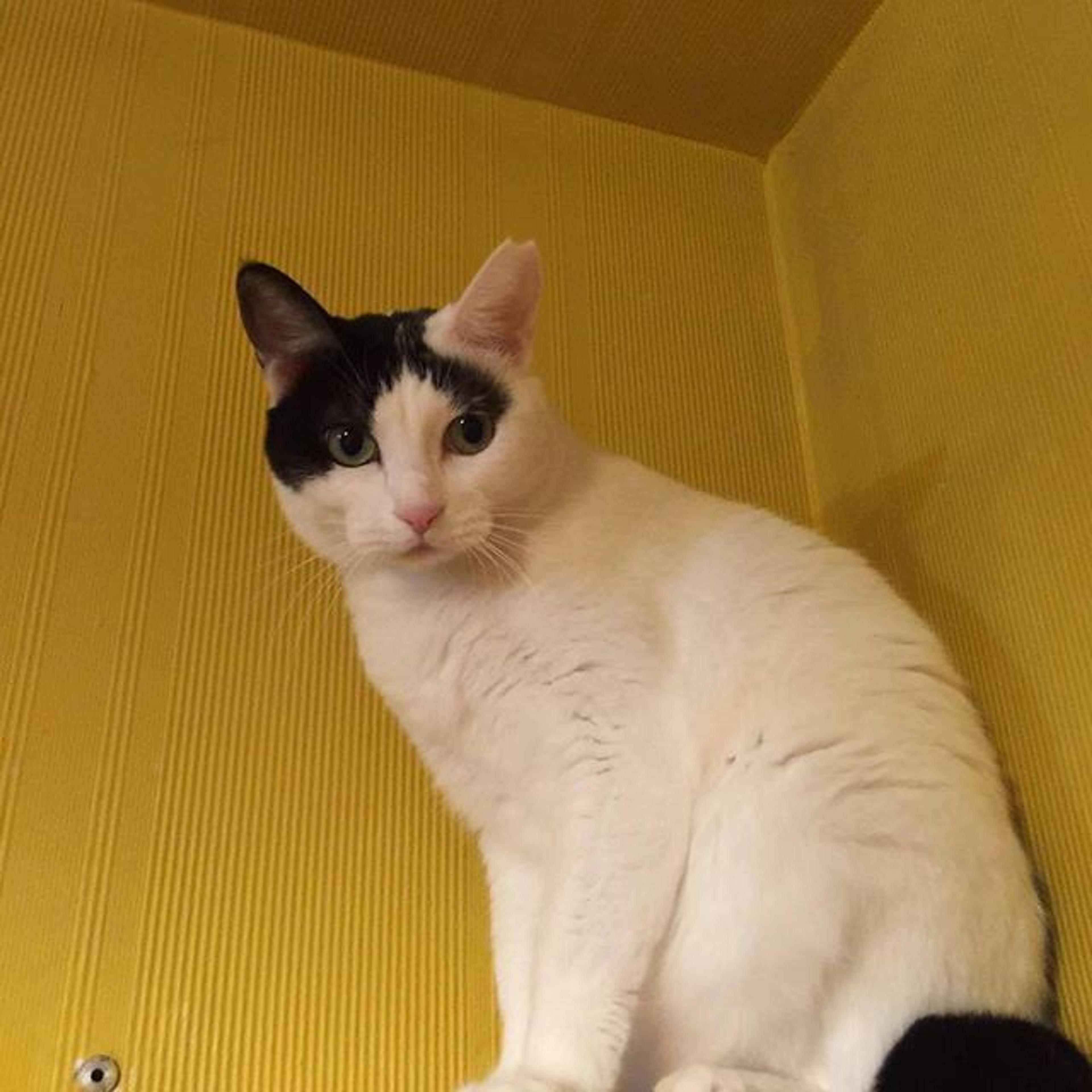 pet-image-2