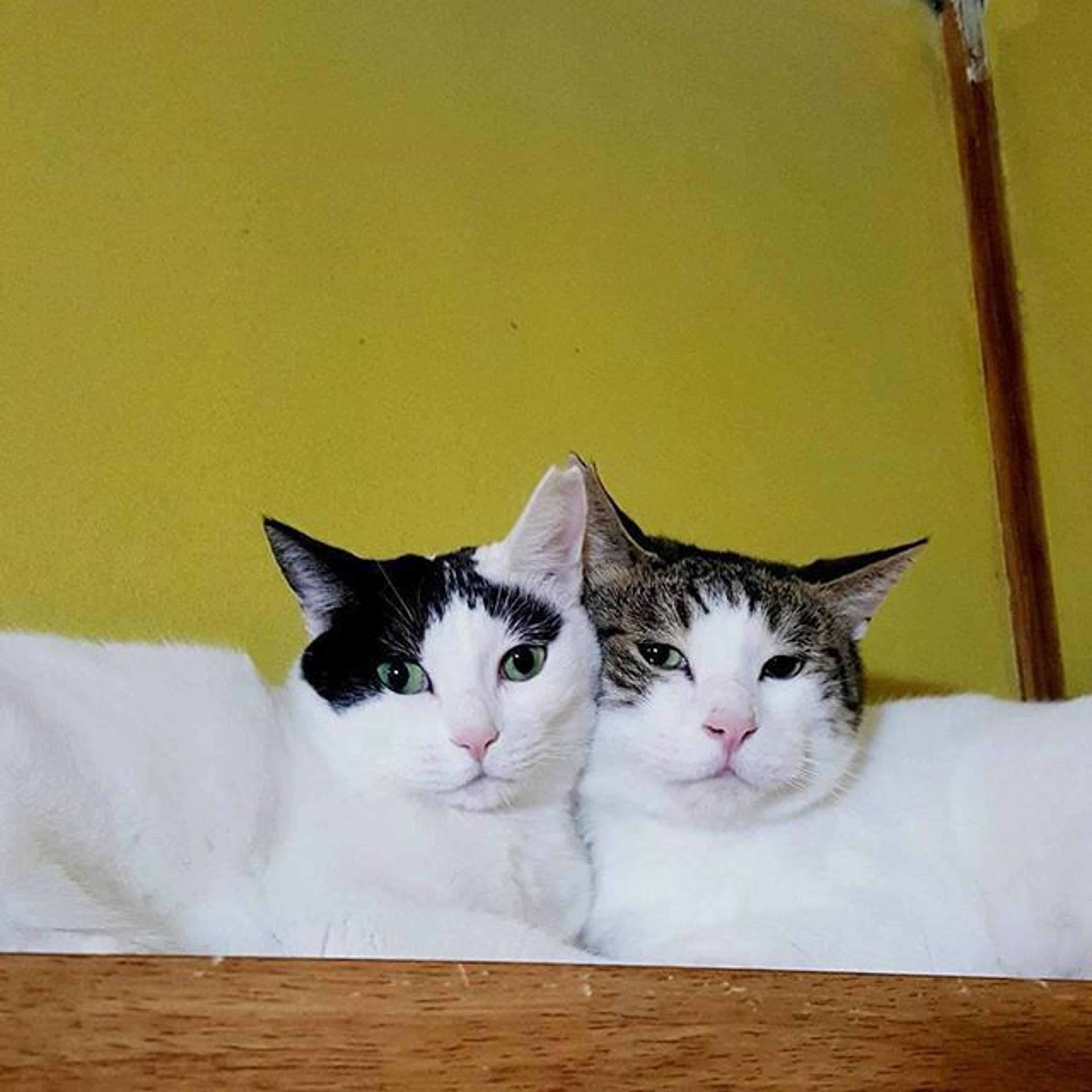 pet-image-3