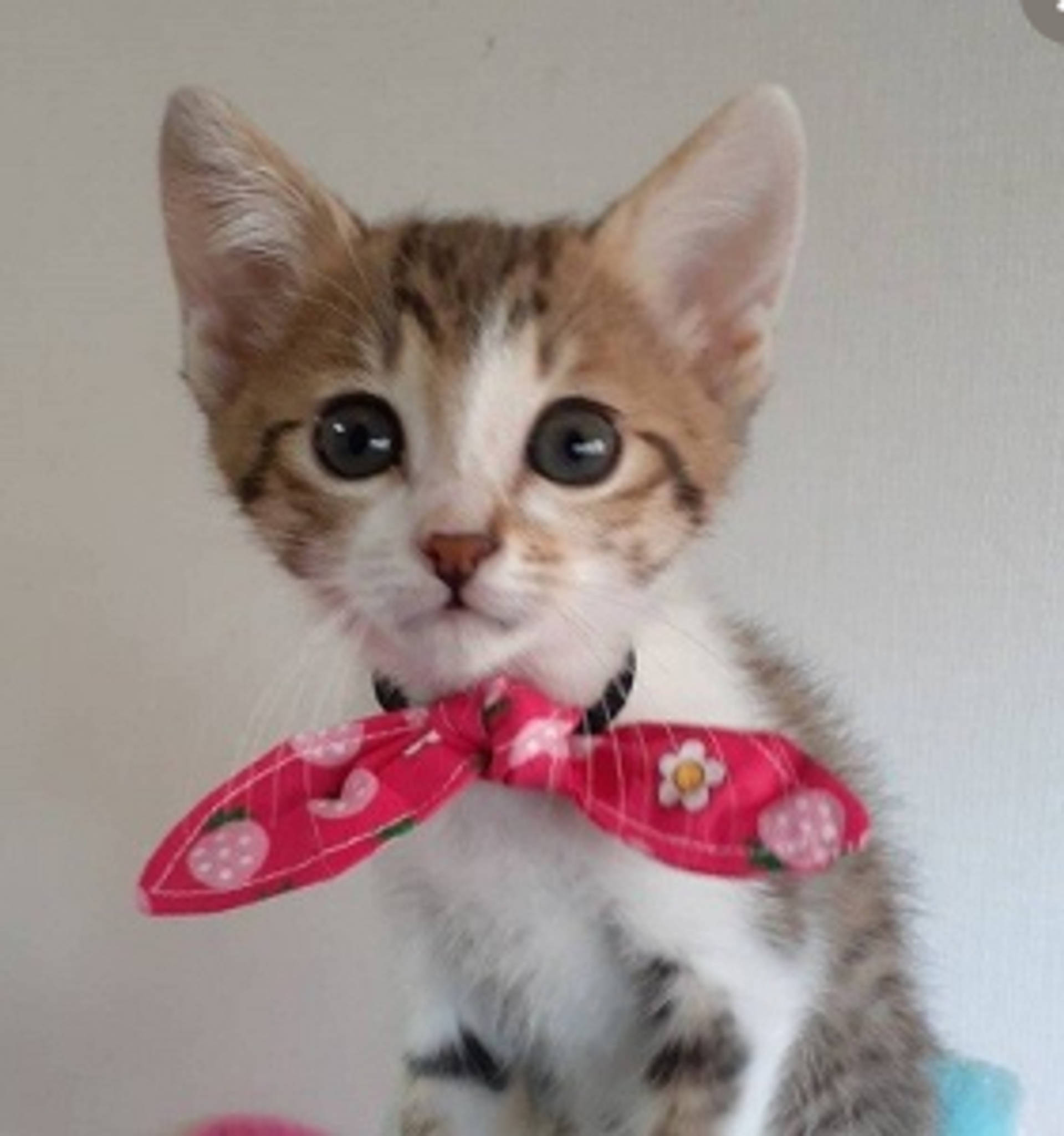 雑種（ミックス猫）・メスの里親募集の写真