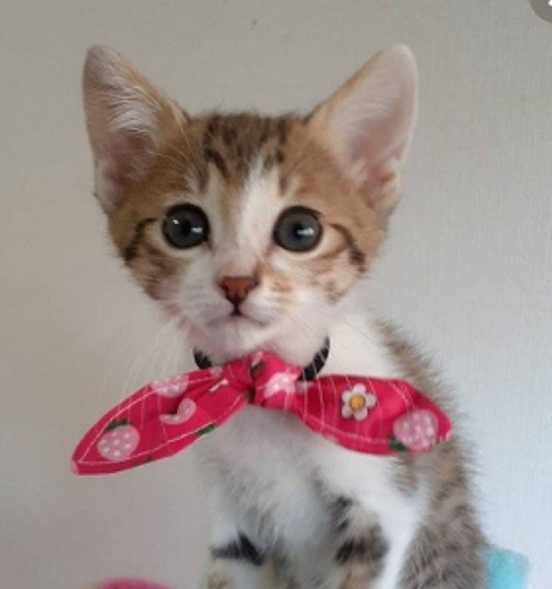 雑種（ミックス猫）・メスの里親募集の写真