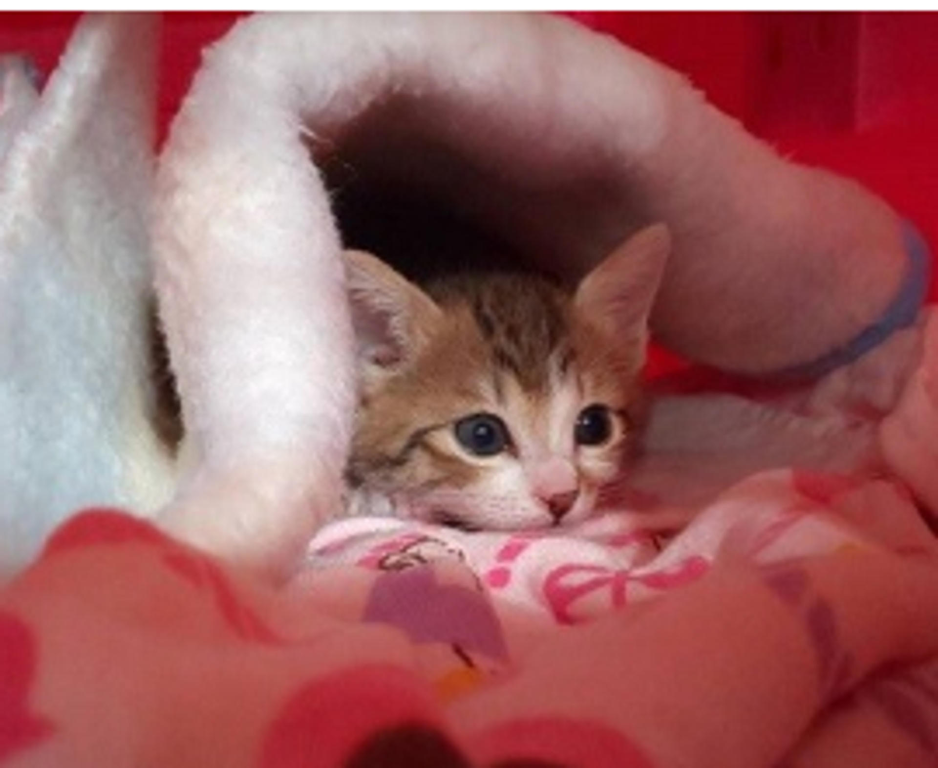 pet-image-3