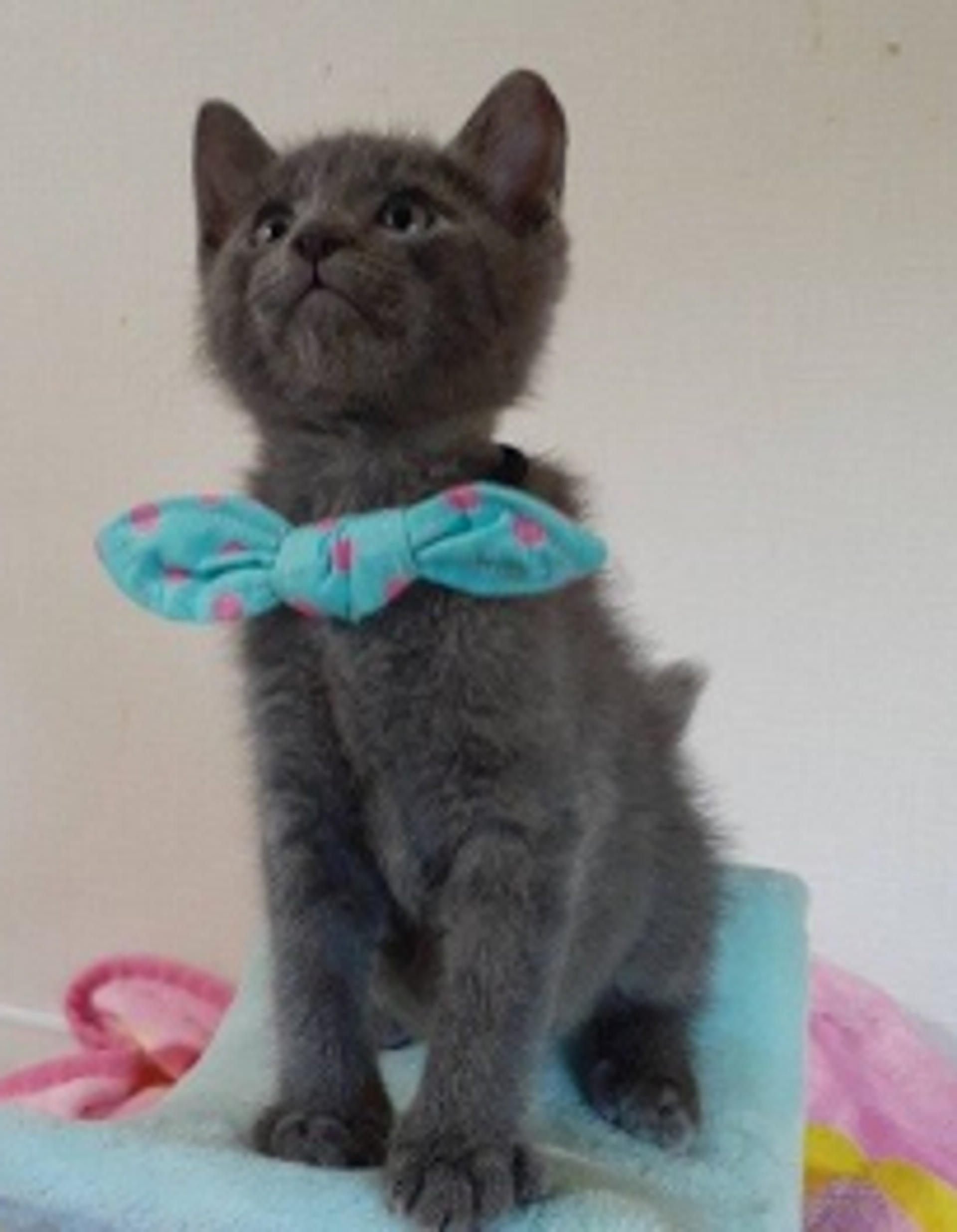 pet-image-4