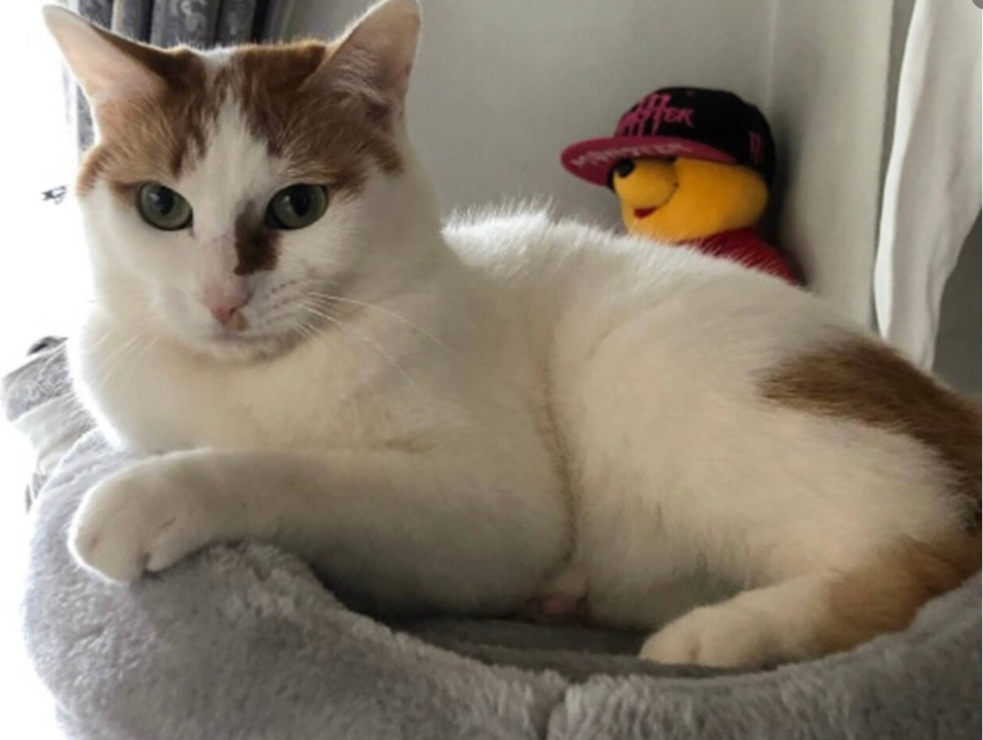 雑種（ミックス猫）・メスの里親募集の写真