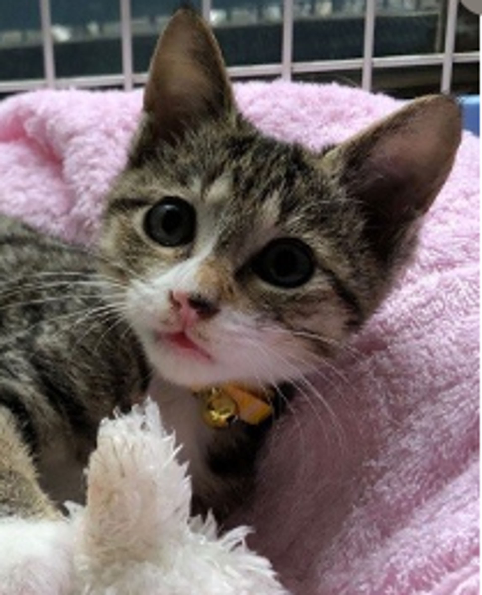 雑種（ミックス猫）・メスの里親募集の写真