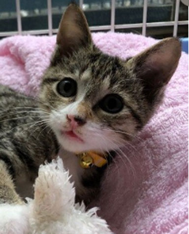 葵ちゃんの写真