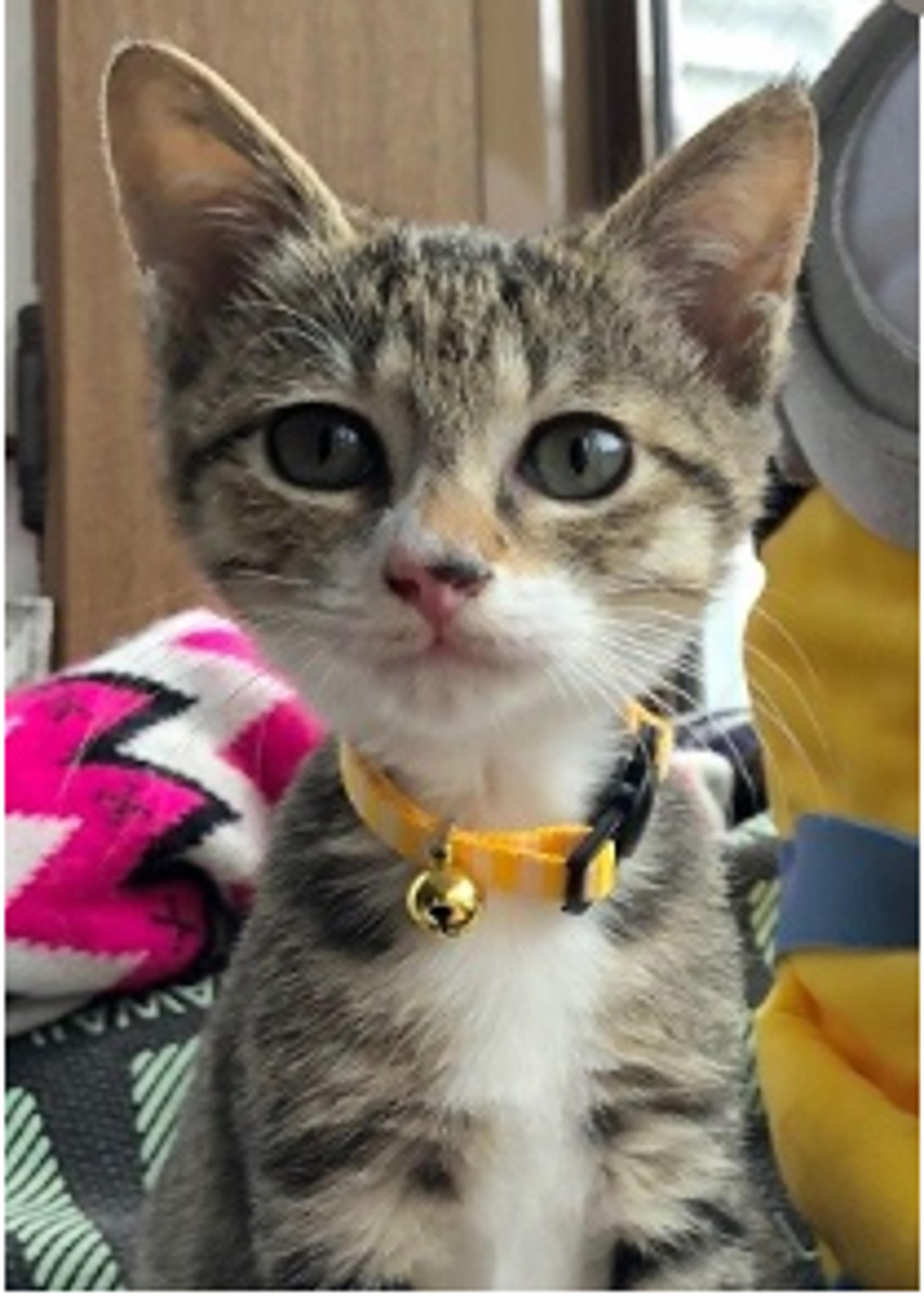 pet-image-2