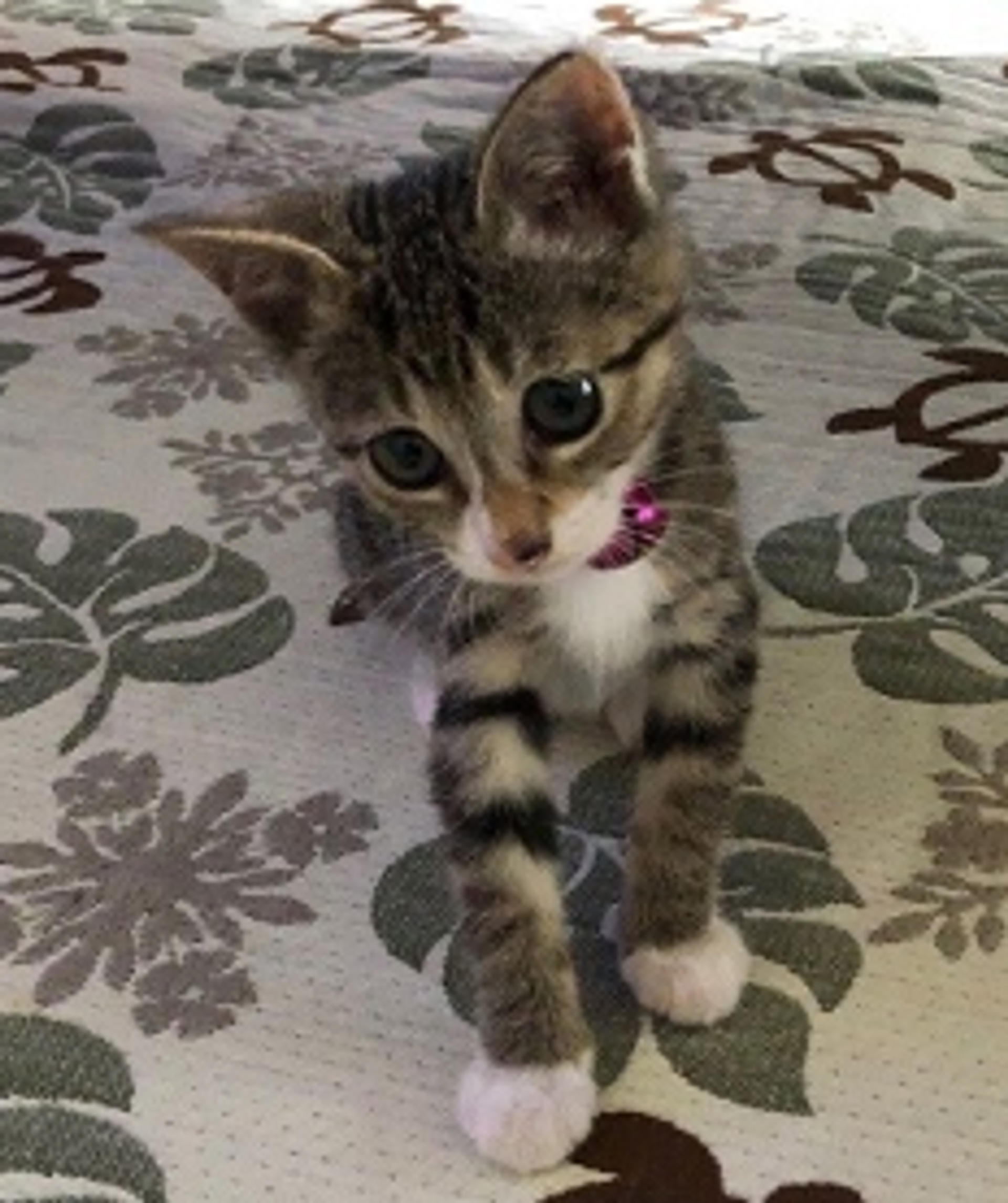 pet-image-3