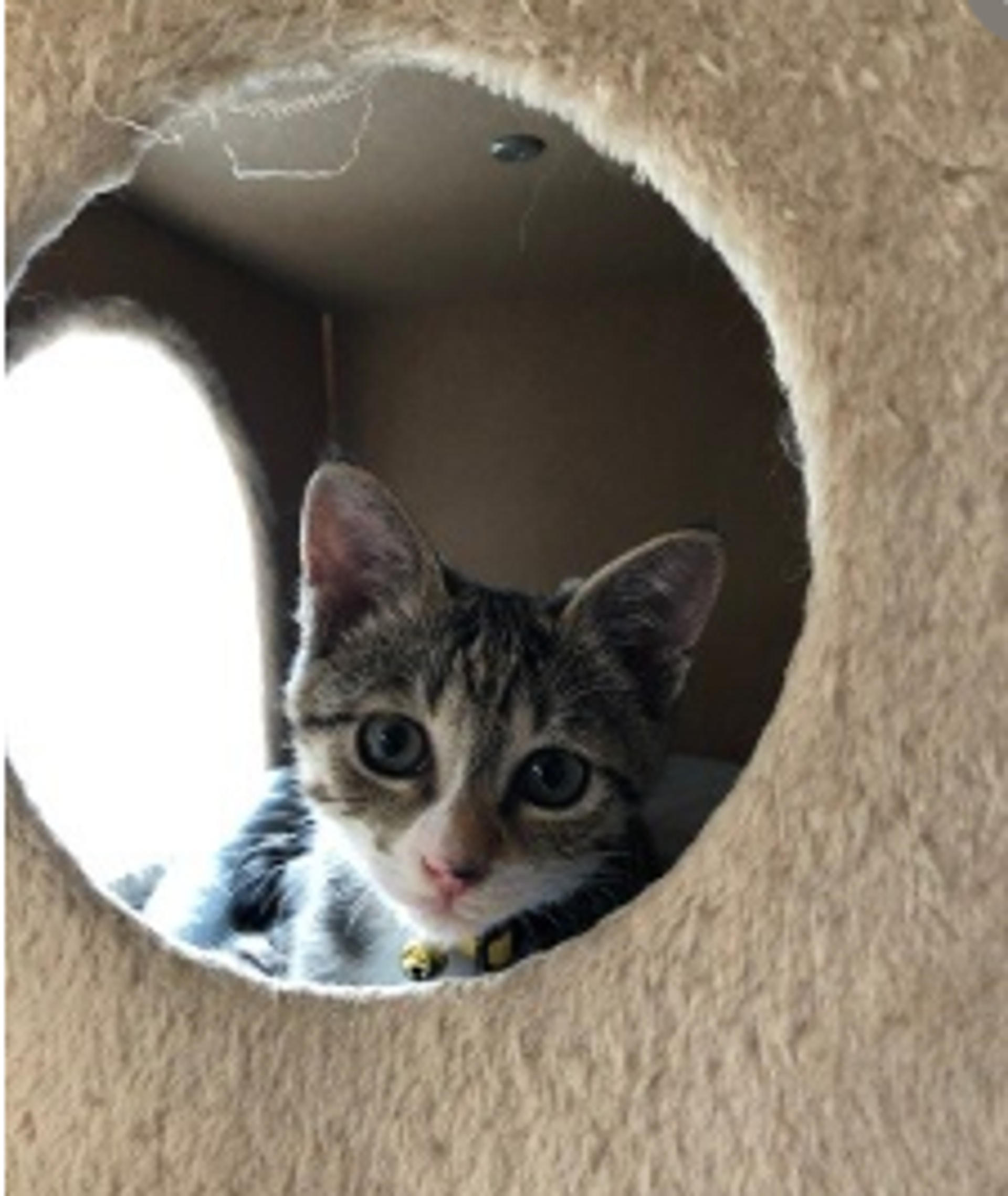 pet-image-5